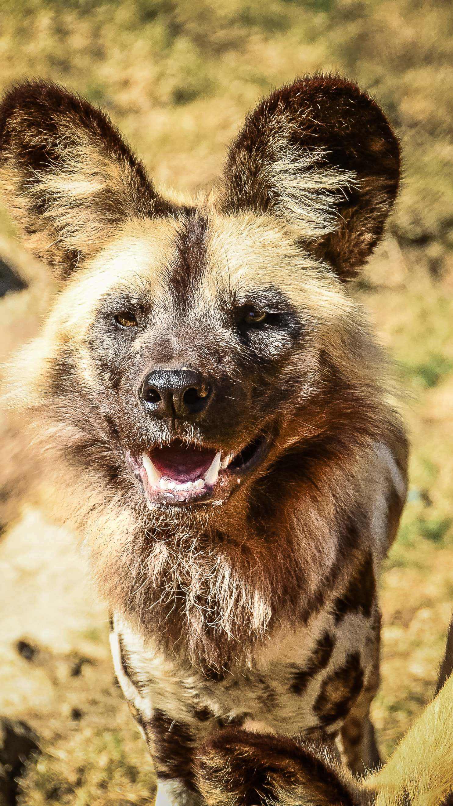 African Wild Dog, mottled brown and white fur, large ears, 2K Phone Wallpaper