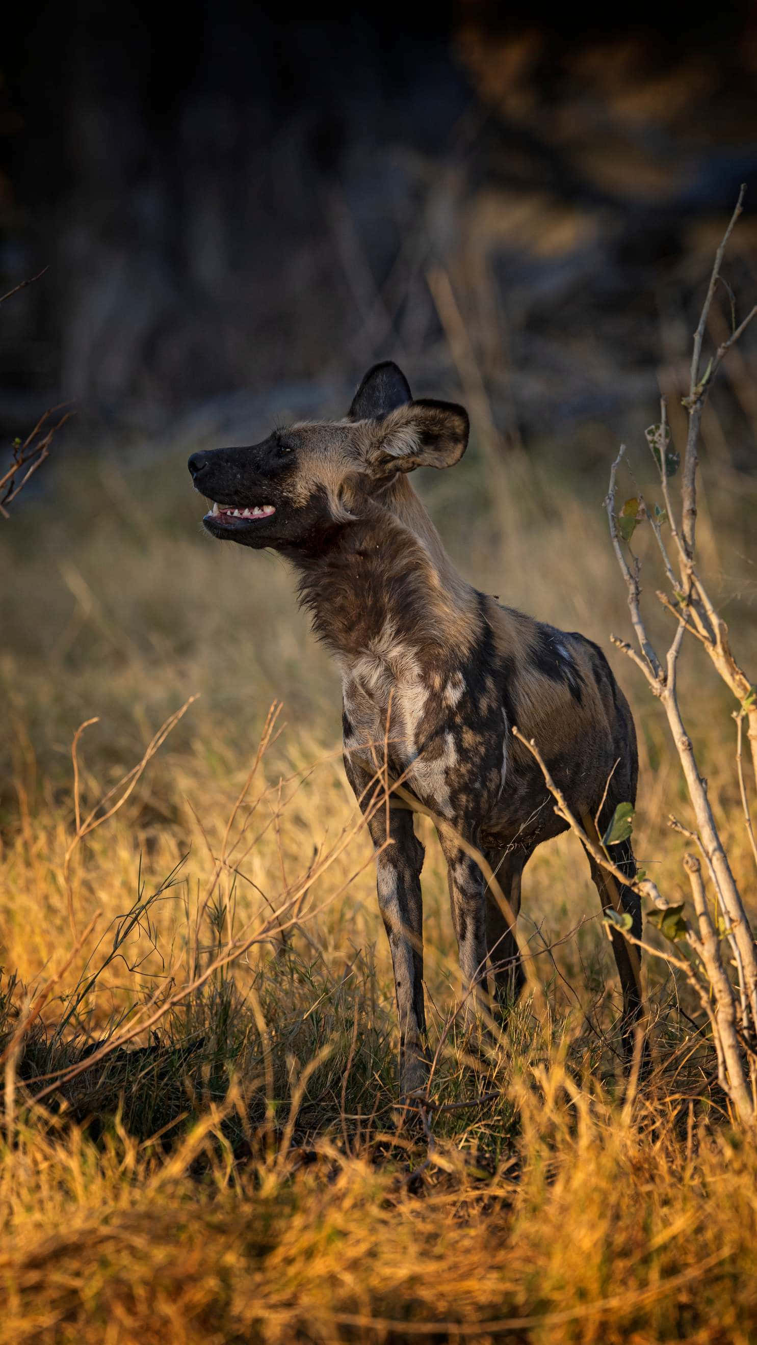 African Wild Dog, savanna, sunset, 2K Phone Wallpaper