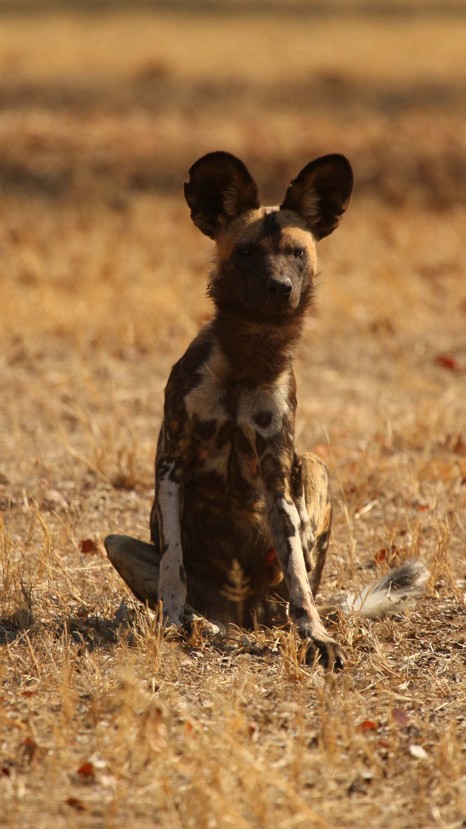African Wild Dog, mottled brown and white fur, dry golden grass, 2K Phone Wallpaper