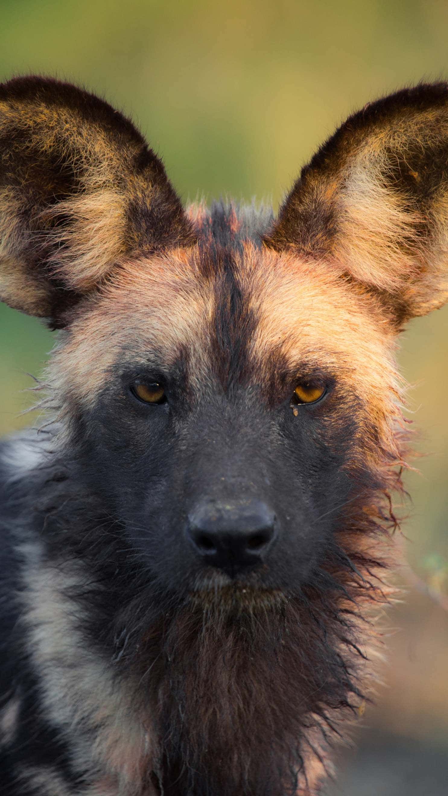 African Wild Dog, large ears, intense amber eyes, 2K Phone Wallpaper