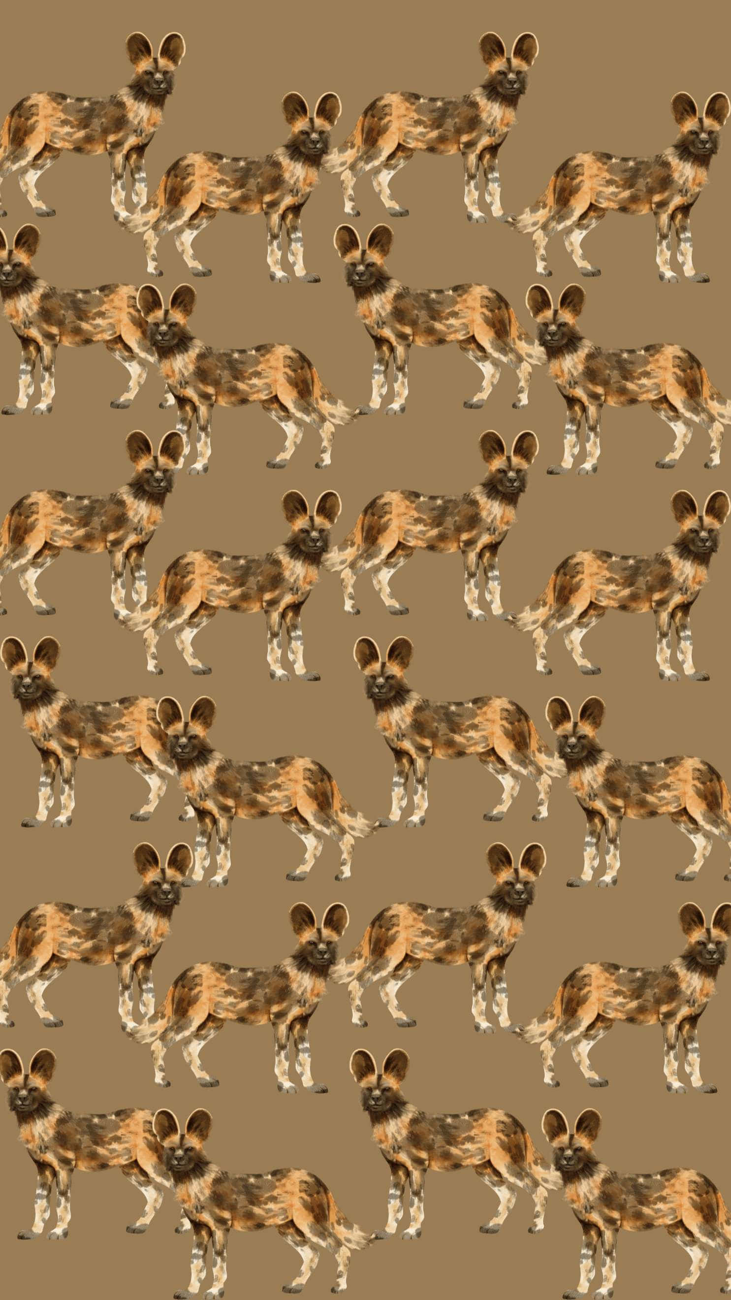 African wild dog, spotted coats, solid tan background, 2K Phone Wallpaper