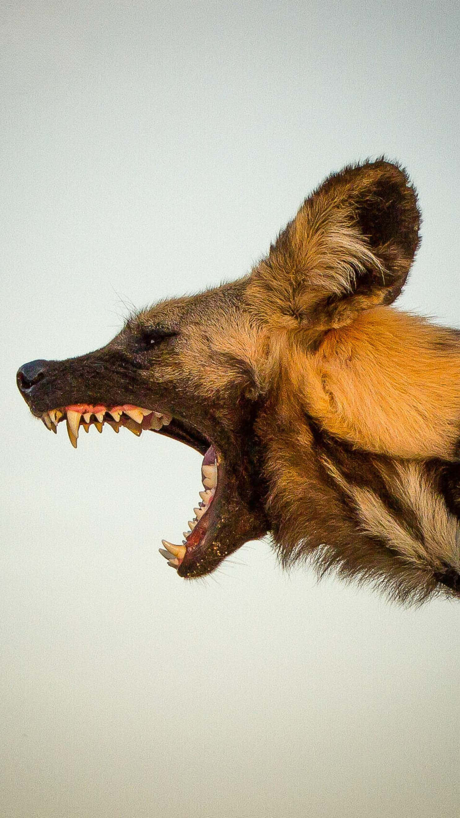 African Wild Dog, snarls fiercely, teeth bared, 2K Phone Wallpaper