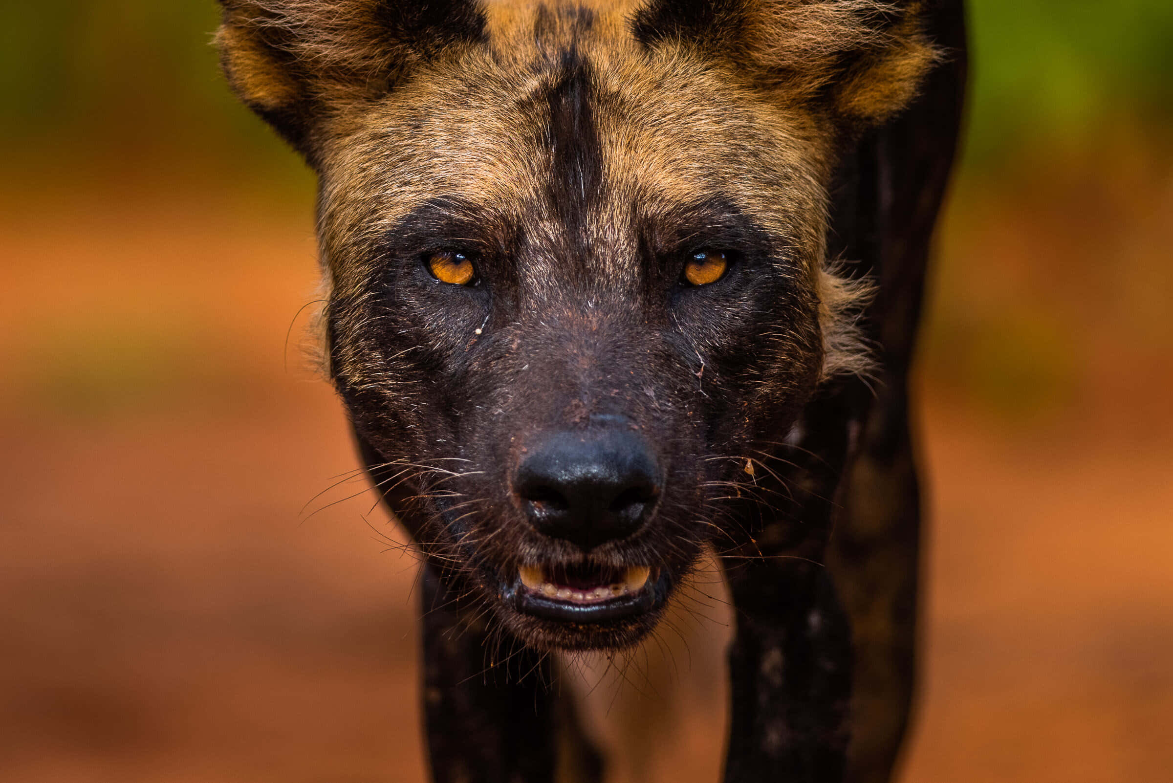 African wild dog, intense amber eyes, spotted coat, Full HD Desktop Wallpaper