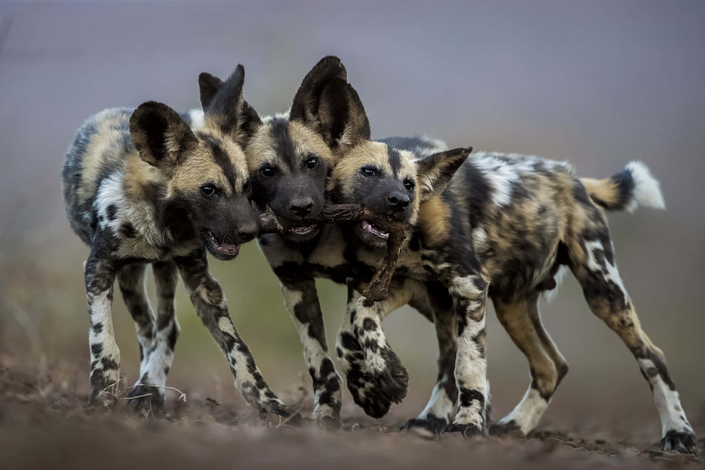 African wild dog, pups, stick, Full HD Desktop Wallpaper
