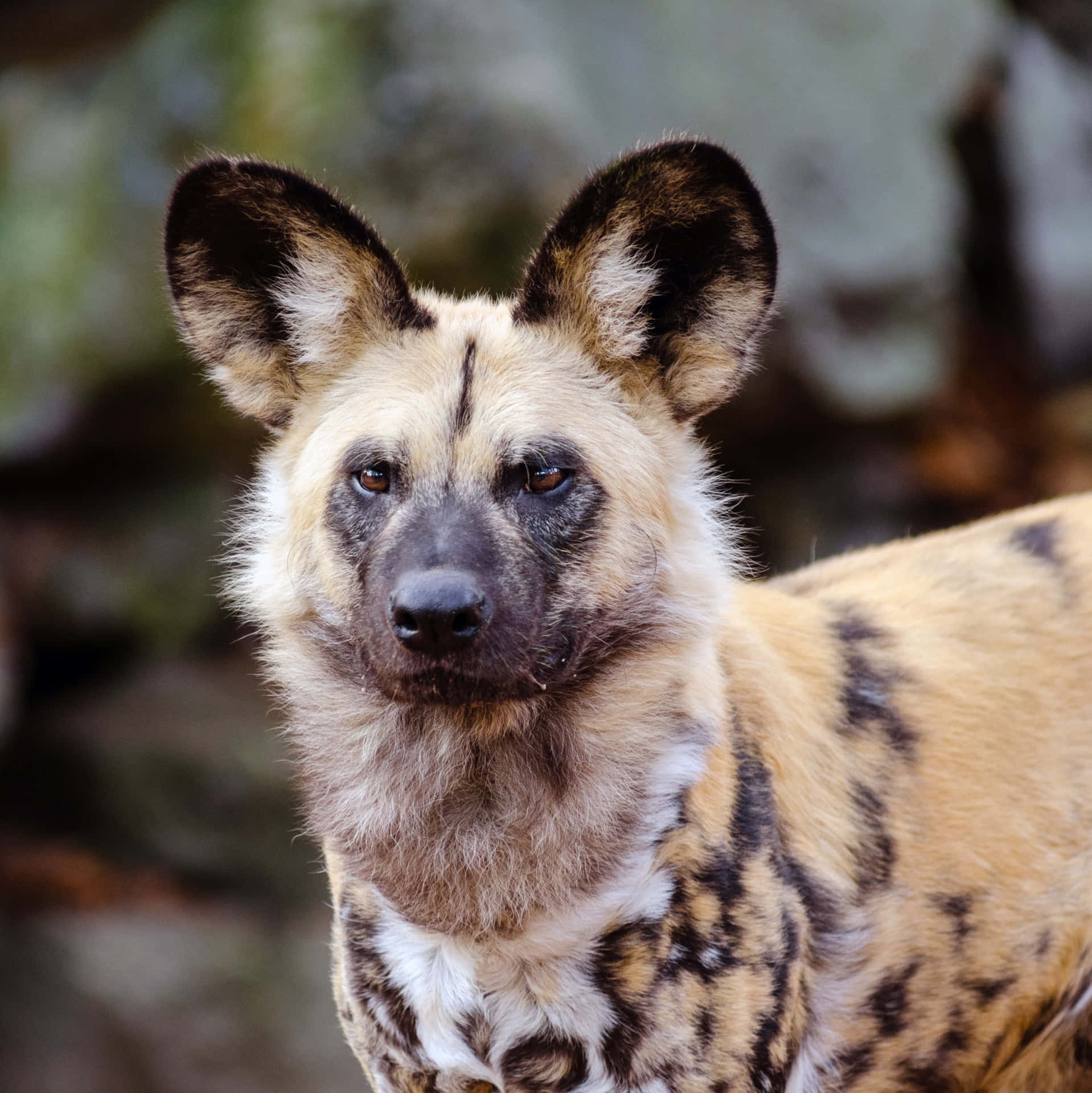 African wild dog, black and tan mottled fur, close-up, Full HD Phone Wallpaper