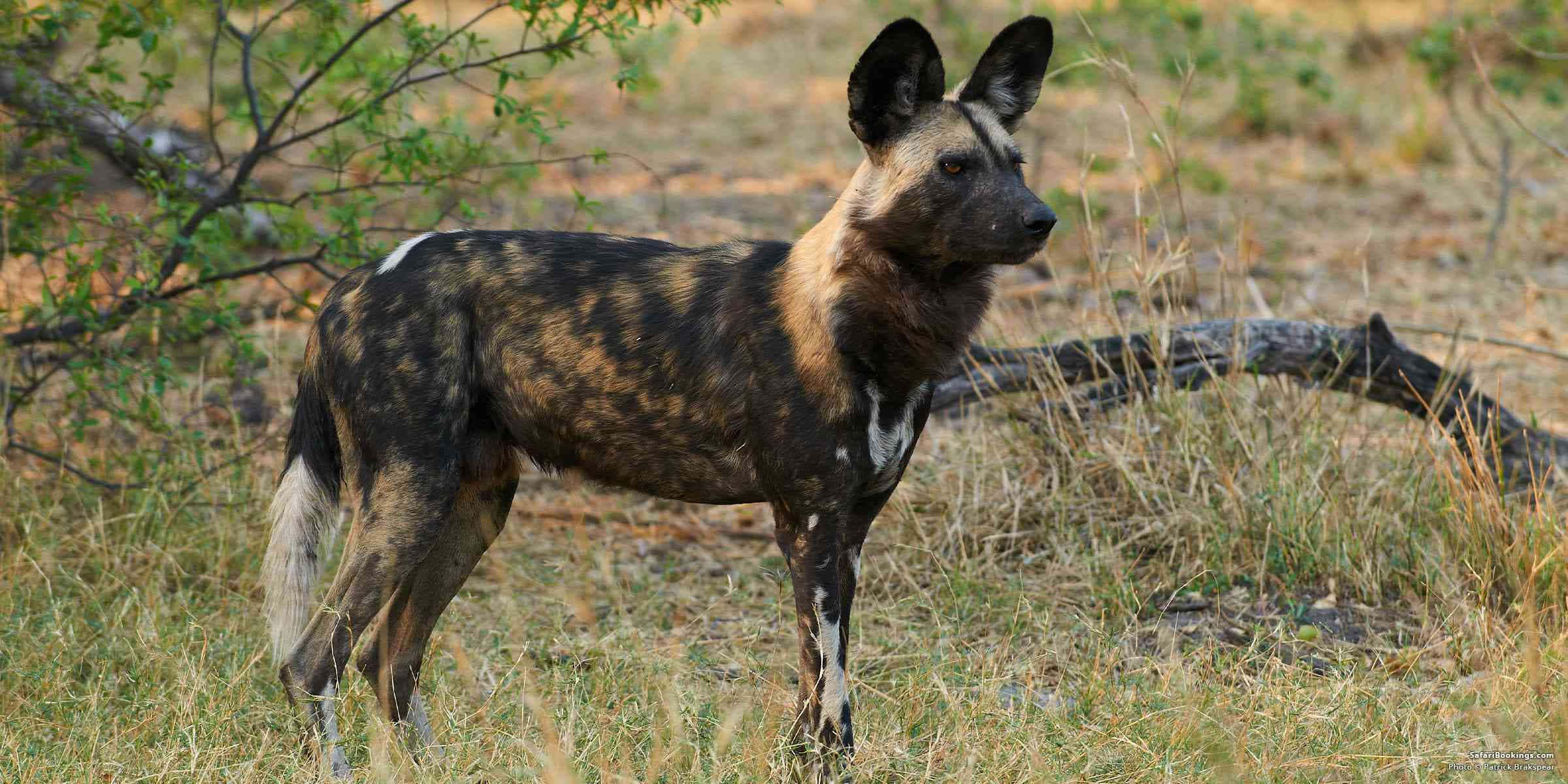 African Wild Dog, grassland, dry grass, Full HD Desktop Wallpaper