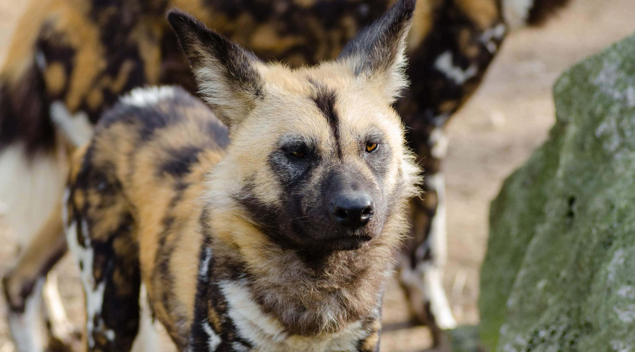 African wild dog, black brown and white fur, sunlit natural setting, Full HD Desktop Wallpaper