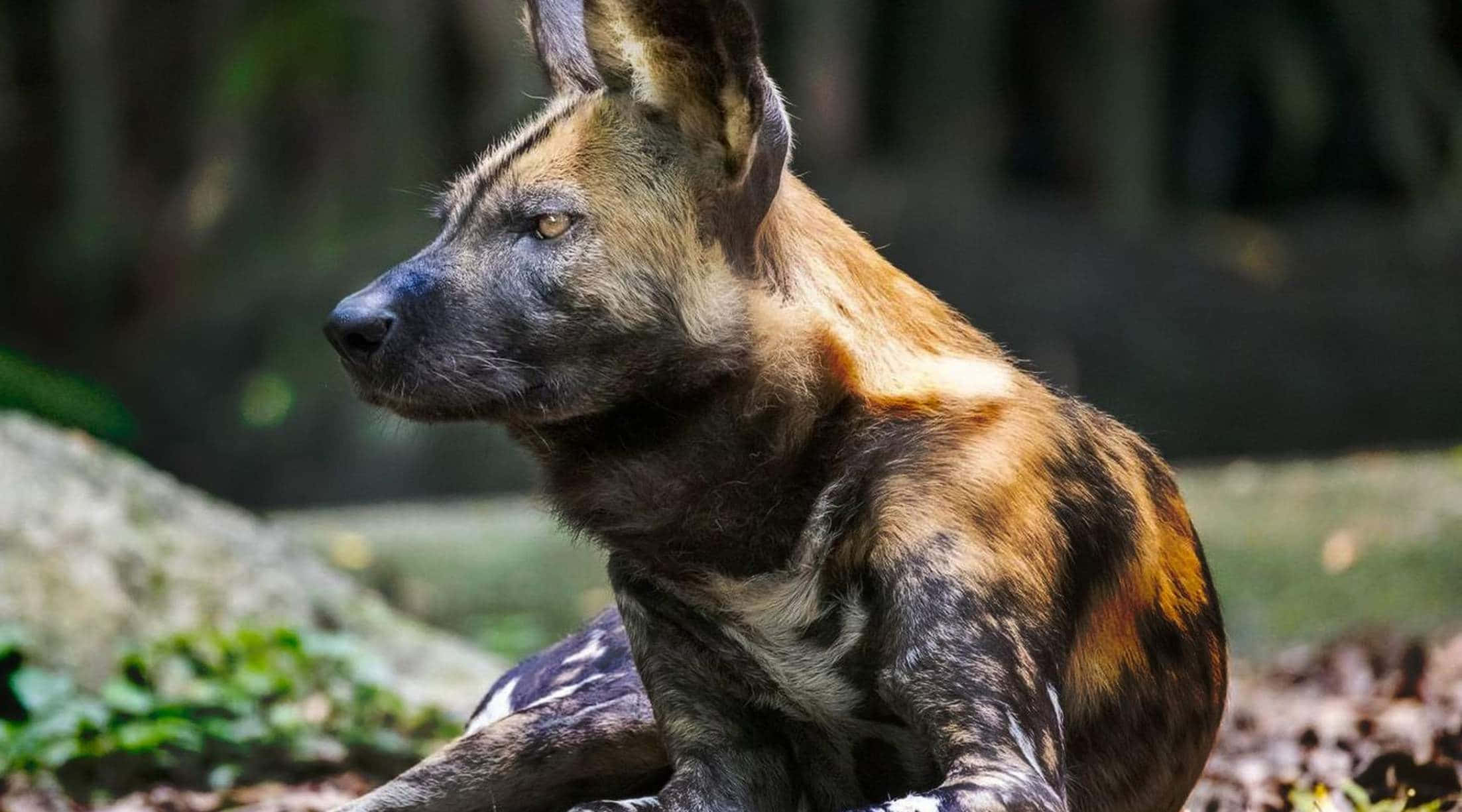 African Wild Dog, mottled brown and black fur, sunlit forest clearing, Full HD Desktop Wallpaper