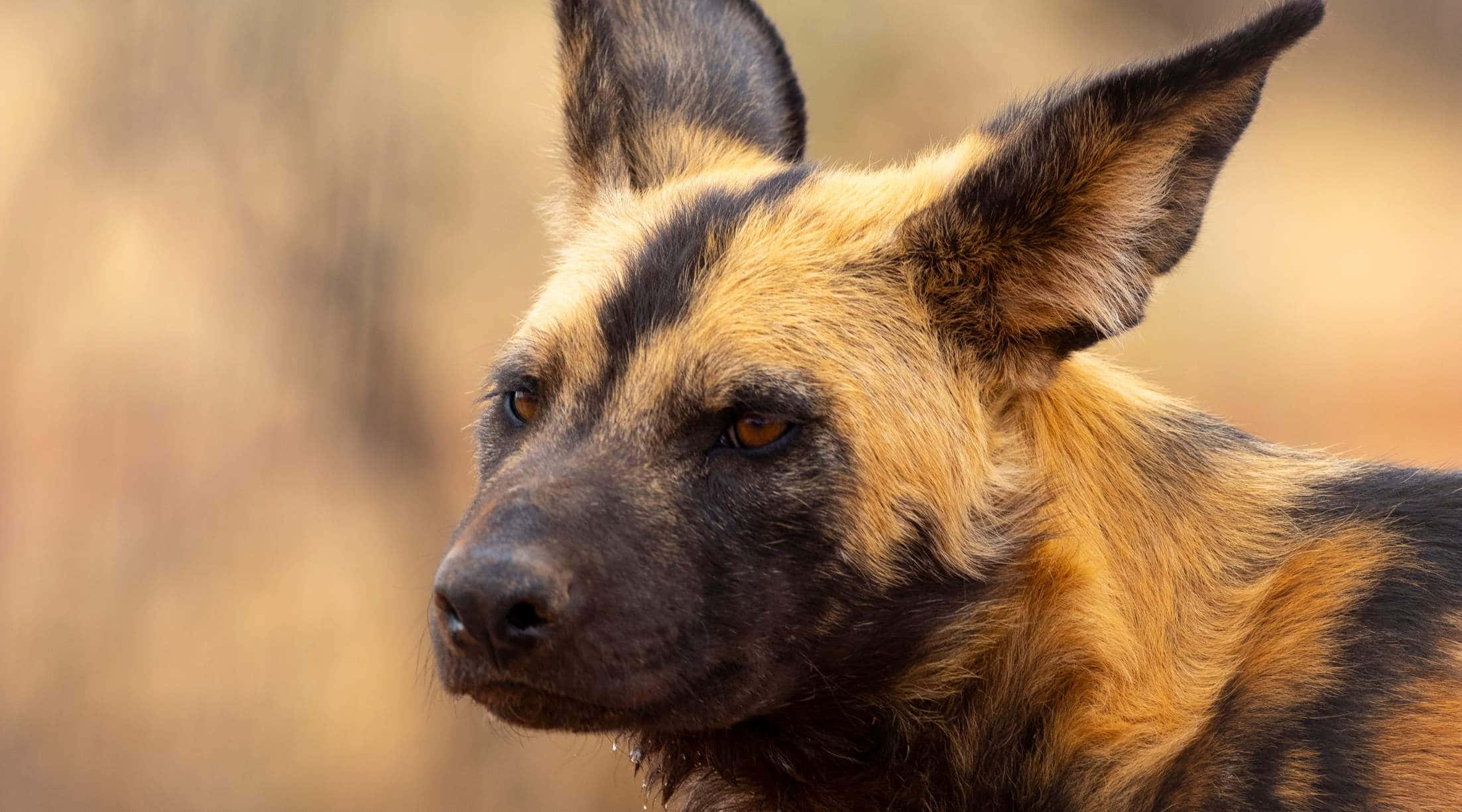 African wild dog, amber eyes, golden savanna, Full HD Desktop Wallpaper