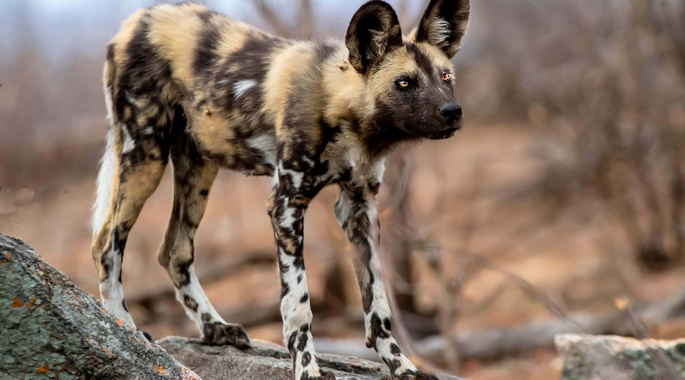 African Wild Dog, 斑驳的皮毛, 岩石, Full HD Desktop Wallpaper