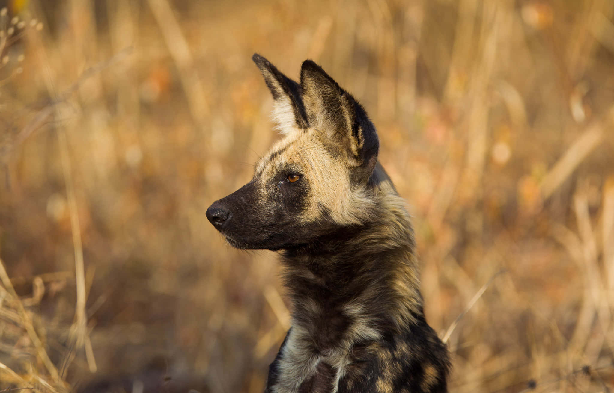 African Wild Dog, mottled fur, golden grass, Full HD Desktop Wallpaper