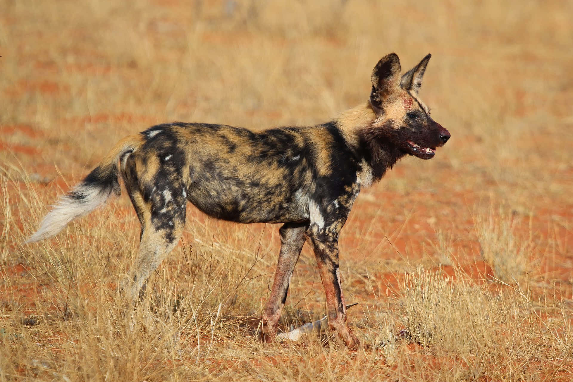 African Wild Dog, mottled black brown and white fur, dry golden grass, Full HD Desktop Wallpaper