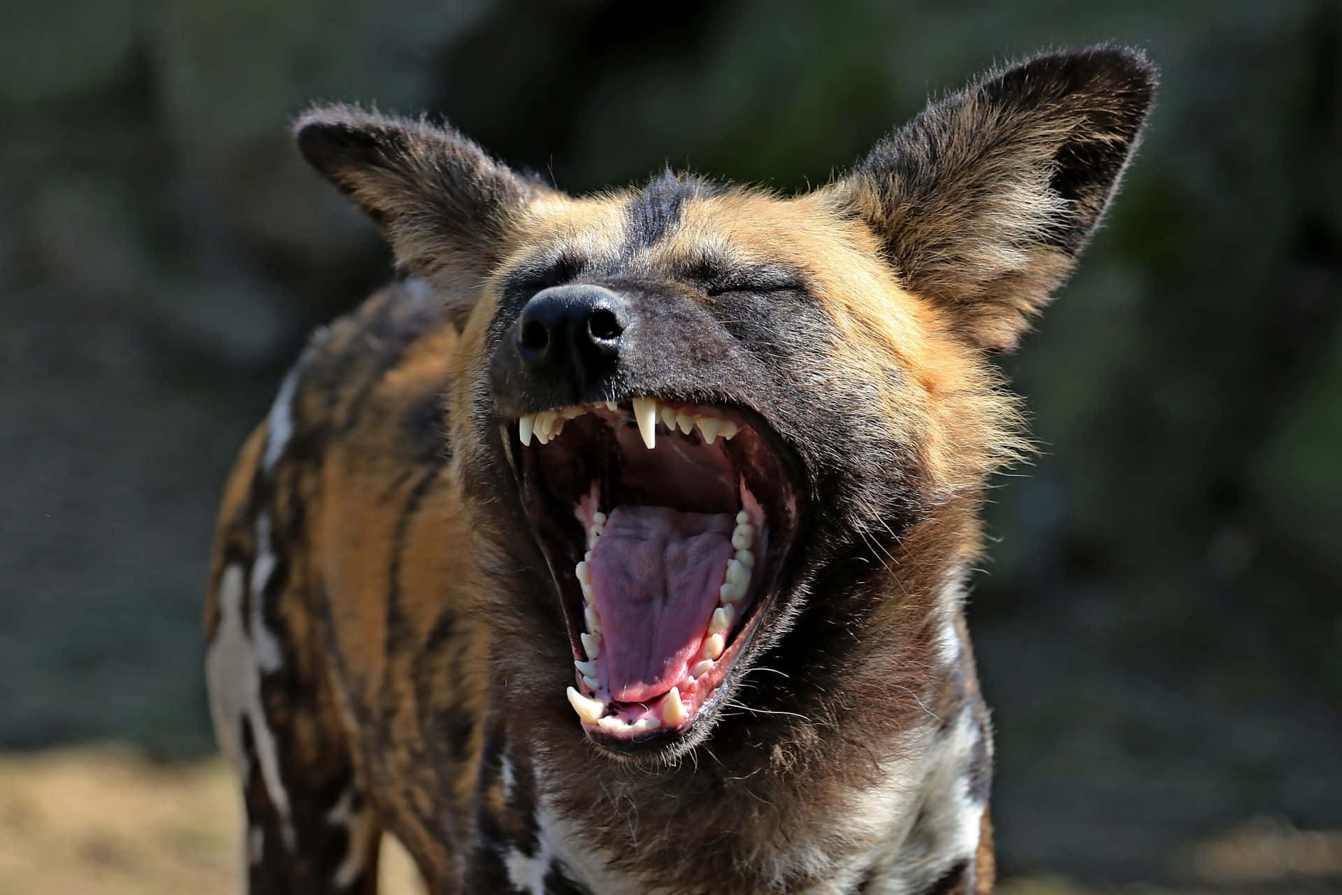 African Wild Dog, mottled brown and black fur, yawning, Full HD Desktop Wallpaper
