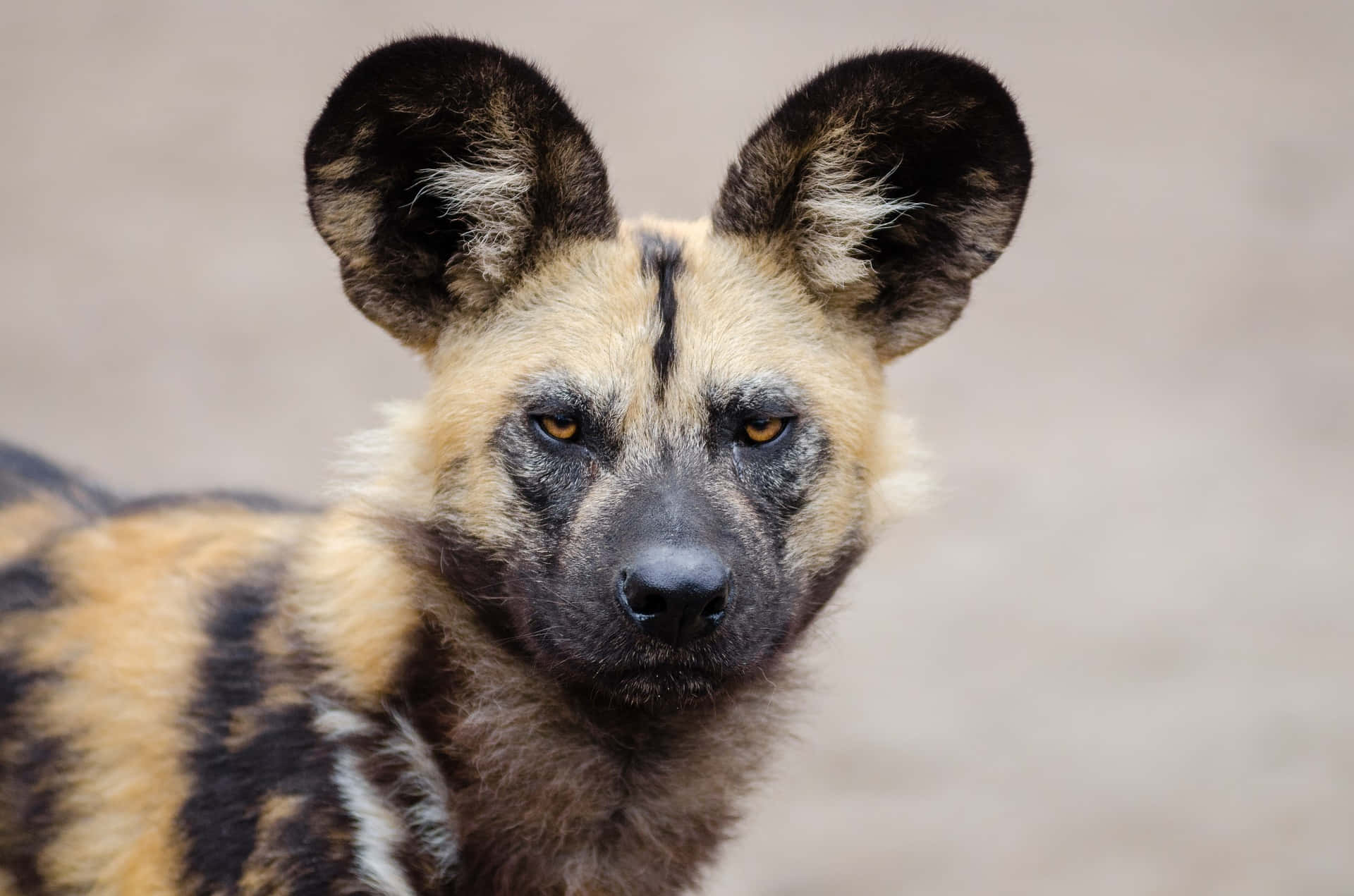 African wild dog, large ears, focused gaze, Full HD Desktop Wallpaper