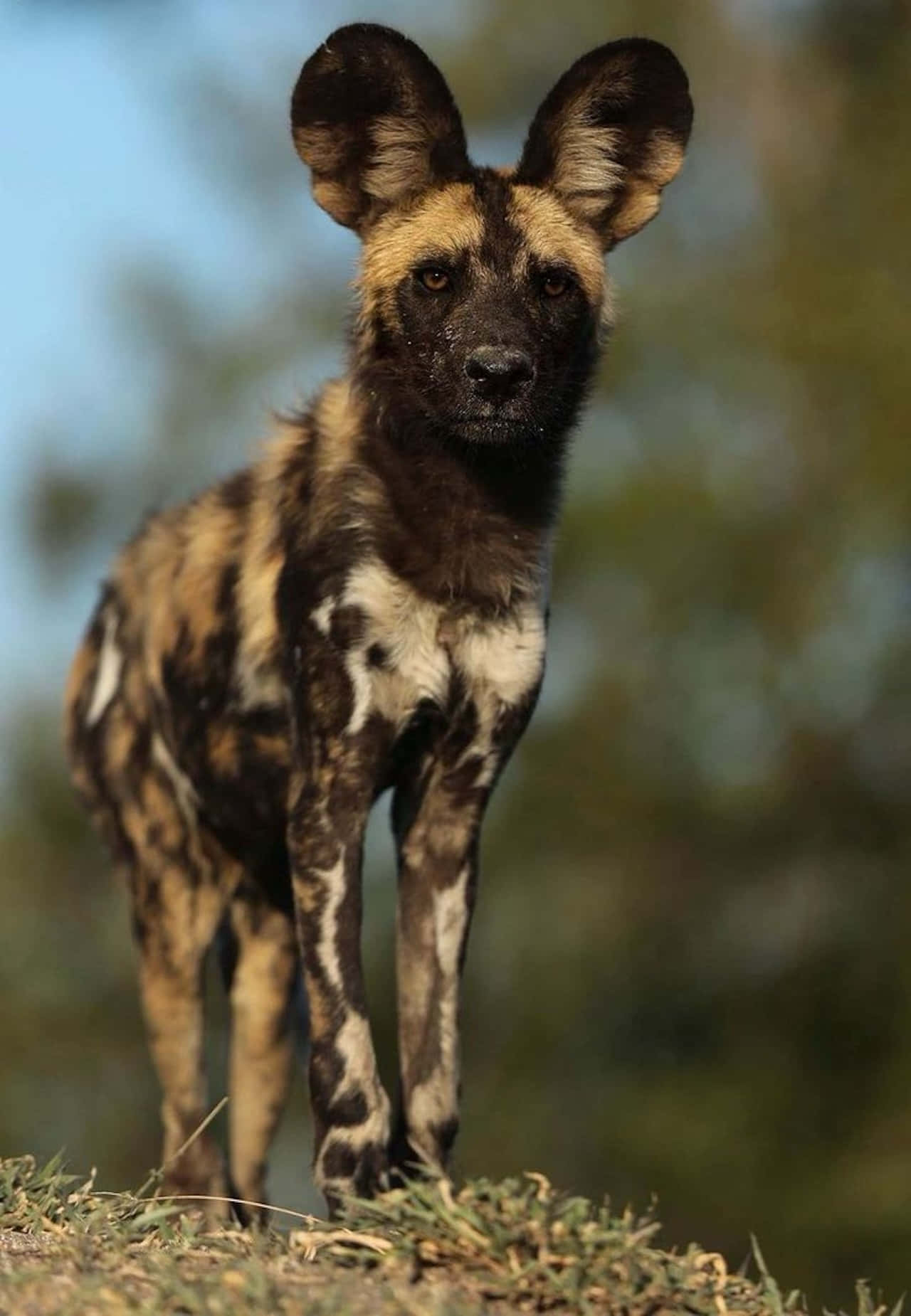 African Wild Dog, large ears, mottled brown fur, HD Phone Wallpaper