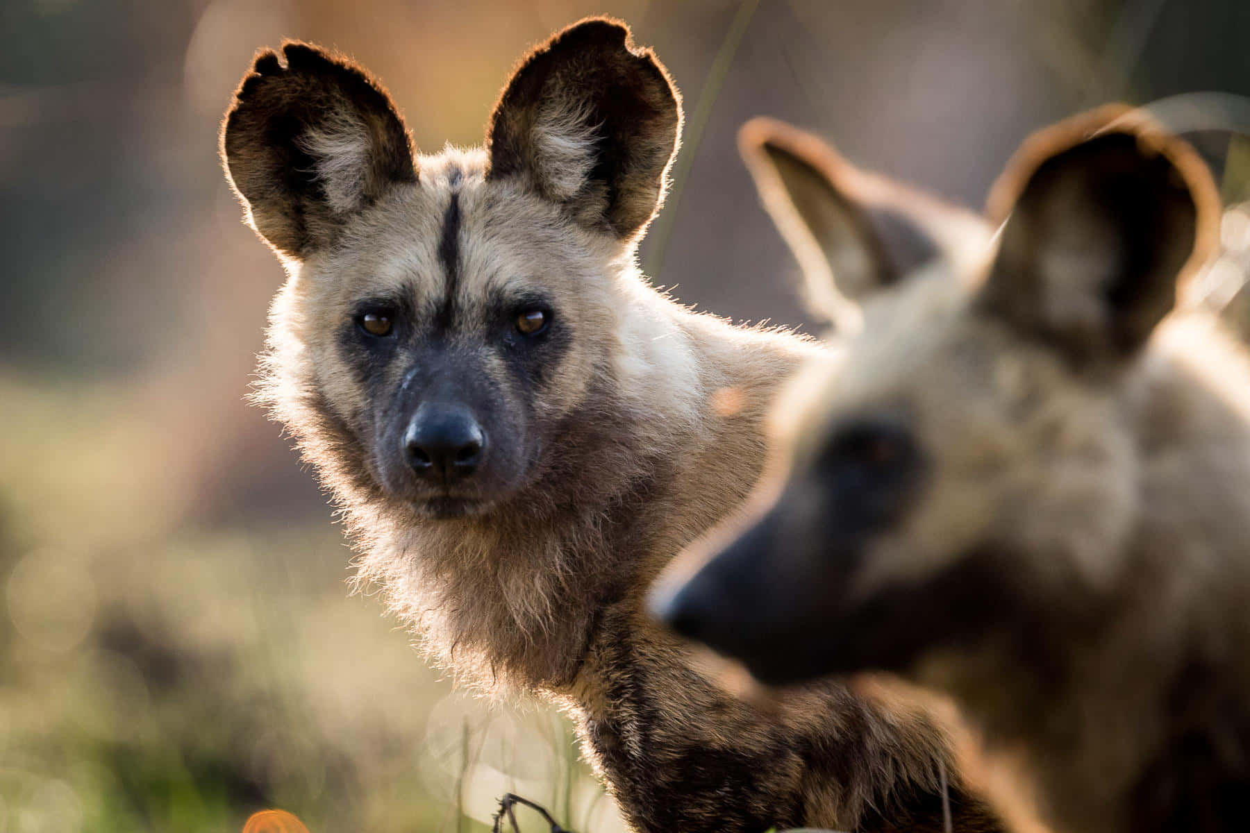 African Wild Dog, alert ears, intense eyes, HD Desktop Wallpaper