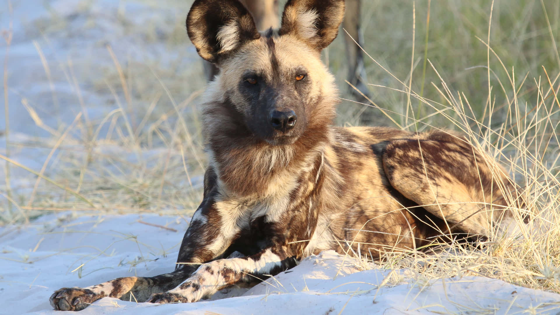African Wild Dog, savannah, sandy grass, Full HD Desktop Wallpaper