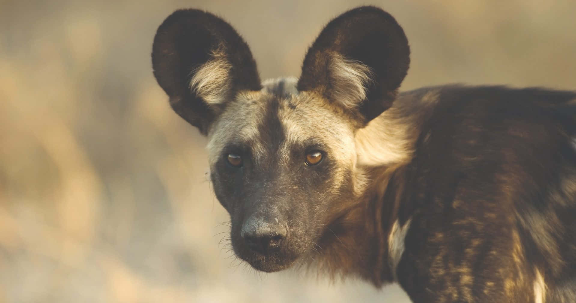 African Wild Dog, large ears, alert eyes, HD Desktop Wallpaper