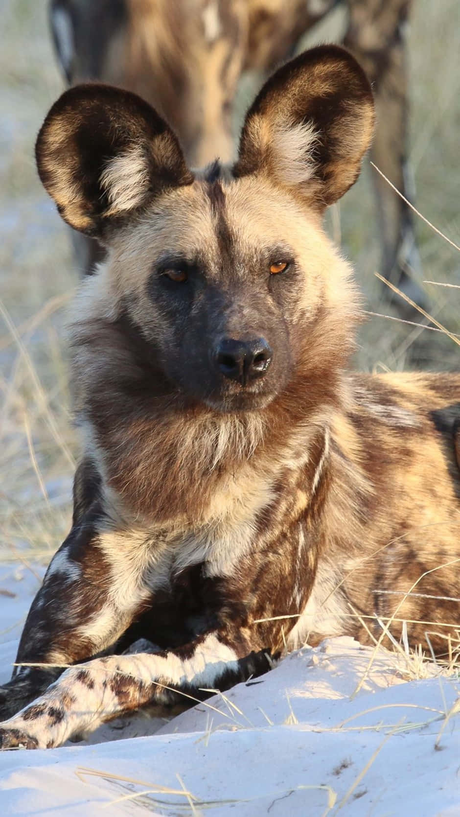 African Wild Dog, mottled brown and white fur, dry grass, HD Phone Wallpaper