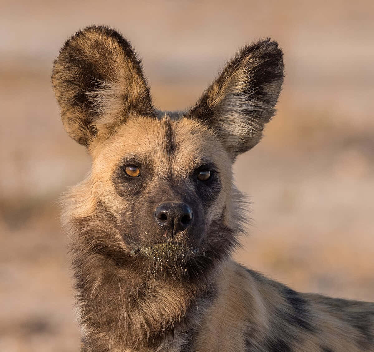 African Wild Dog, close-up, large ears, SD Desktop Wallpaper