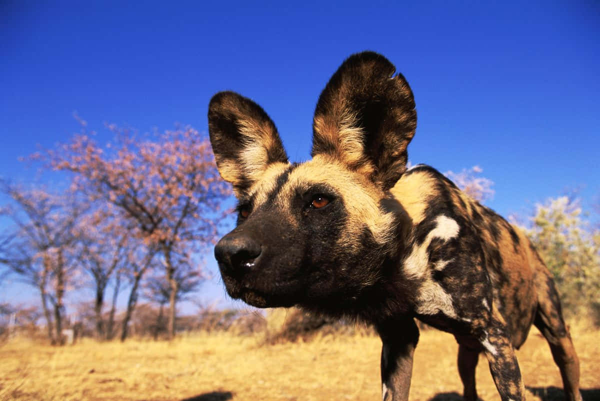 African Wild Dog, large ears, mottled coat, SD Desktop Wallpaper