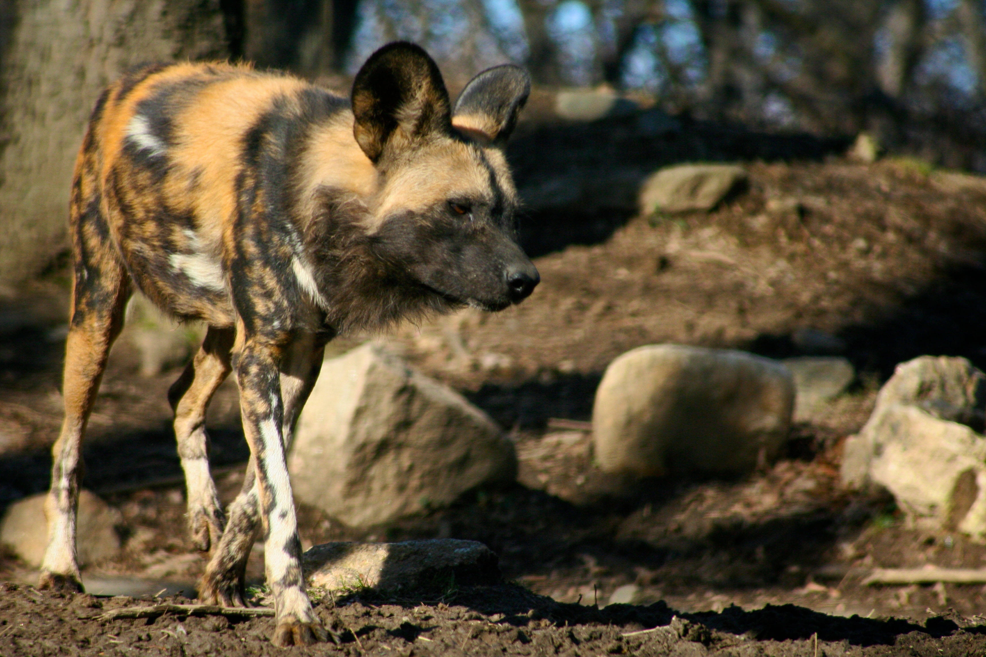 African Wild Dog, mottled brown and white fur, sunlit forest clearing, 2K Desktop Wallpaper