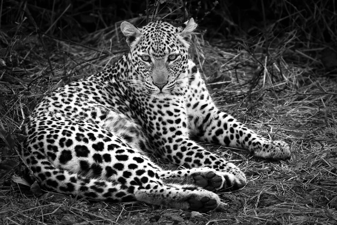 African Wildlife