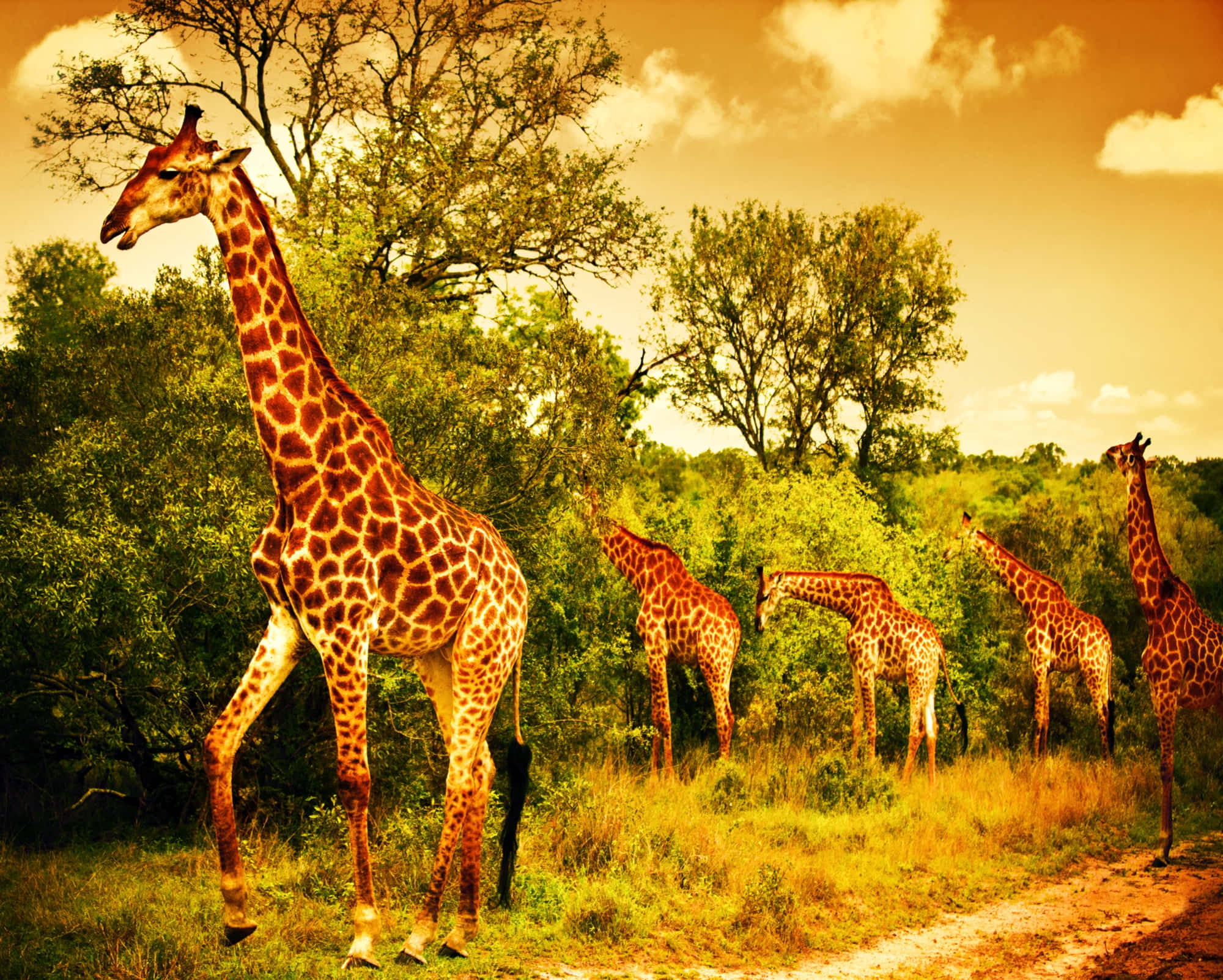 African wildlife, giraffes, savanna, Full HD Desktop Wallpaper