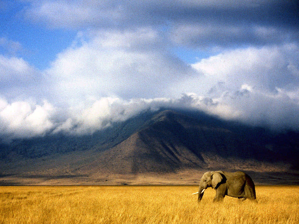 African Wildlife, sunset, elephants, SD Desktop Wallpaper