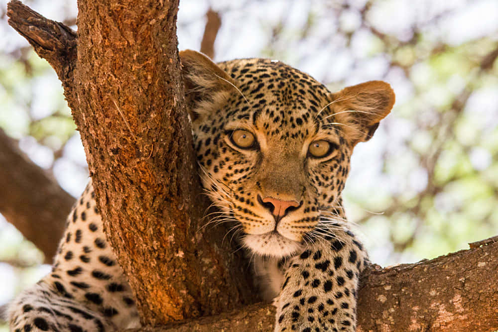 leopard, golden eyes, spotted coat, SD Desktop Wallpaper