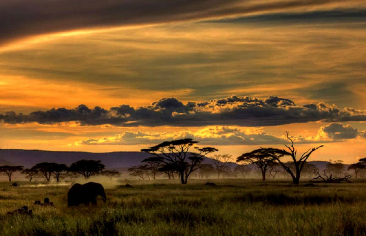 African Wildlife, elephant, golden savanna grasses, SD Desktop Wallpaper