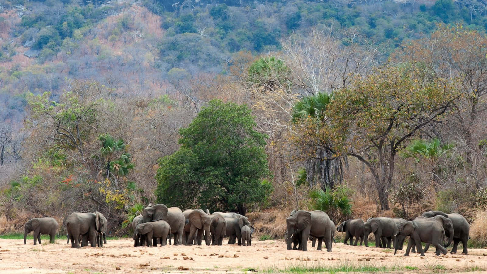 African Wildlife, elephants, dry savanna plain, HD Desktop Wallpaper