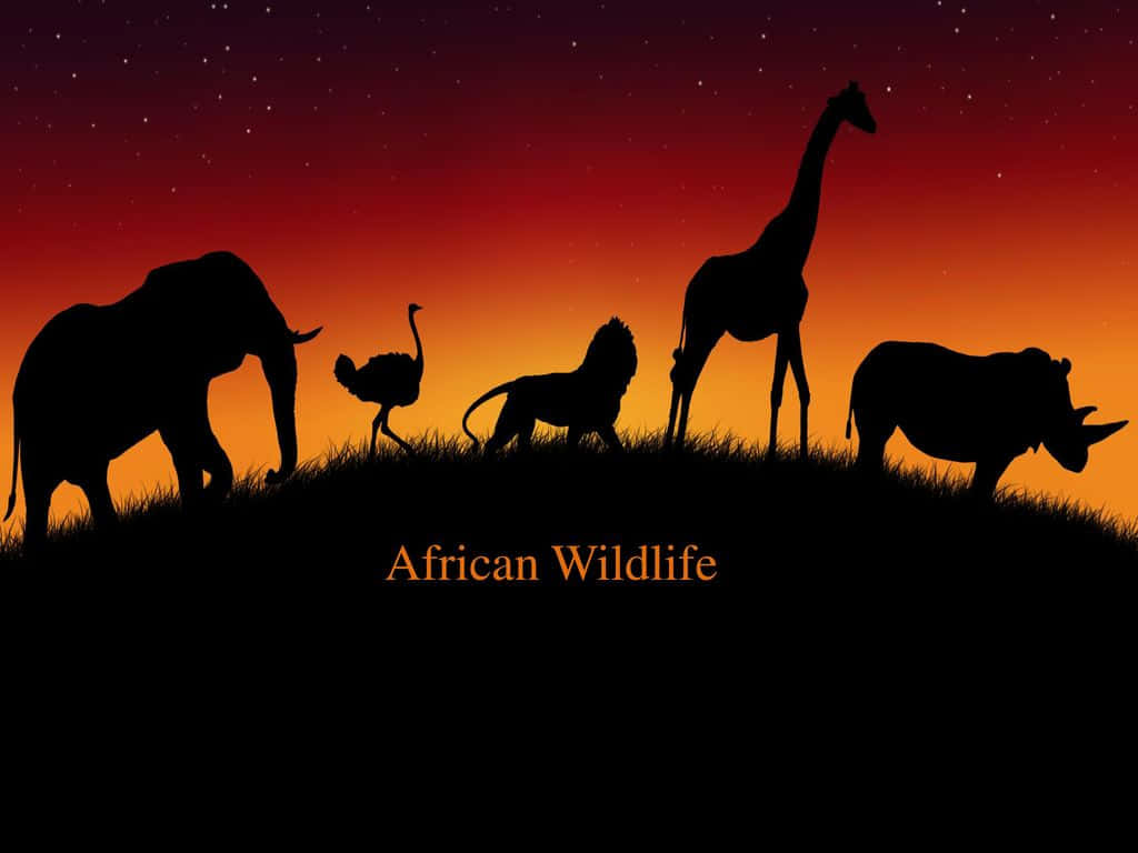African wildlife, elephant, ostrich, SD Desktop Wallpaper
