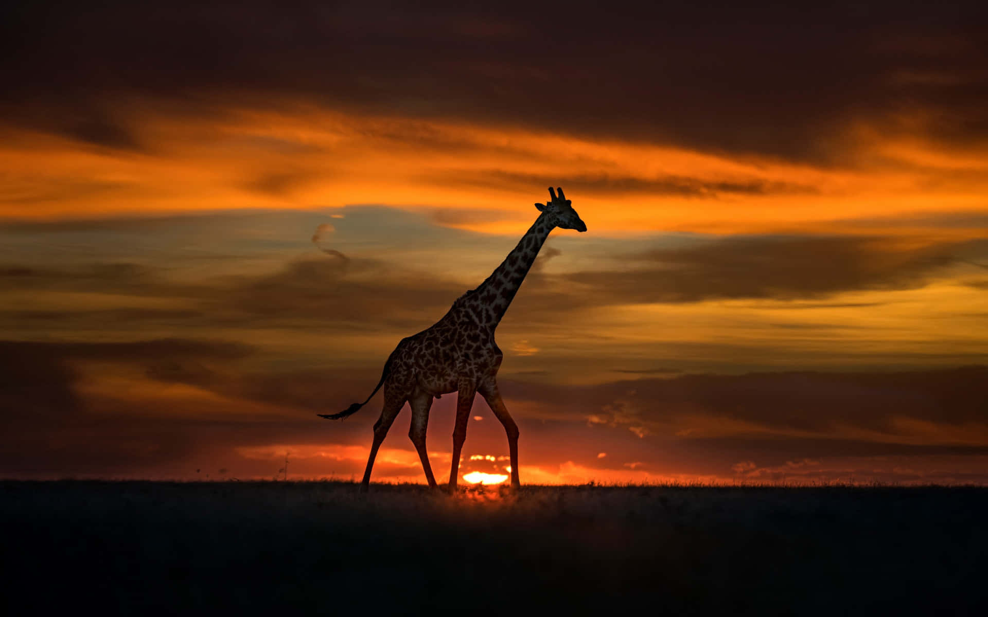 African Wildlife, giraffe, fiery orange and gold sunset, Full HD Desktop Wallpaper