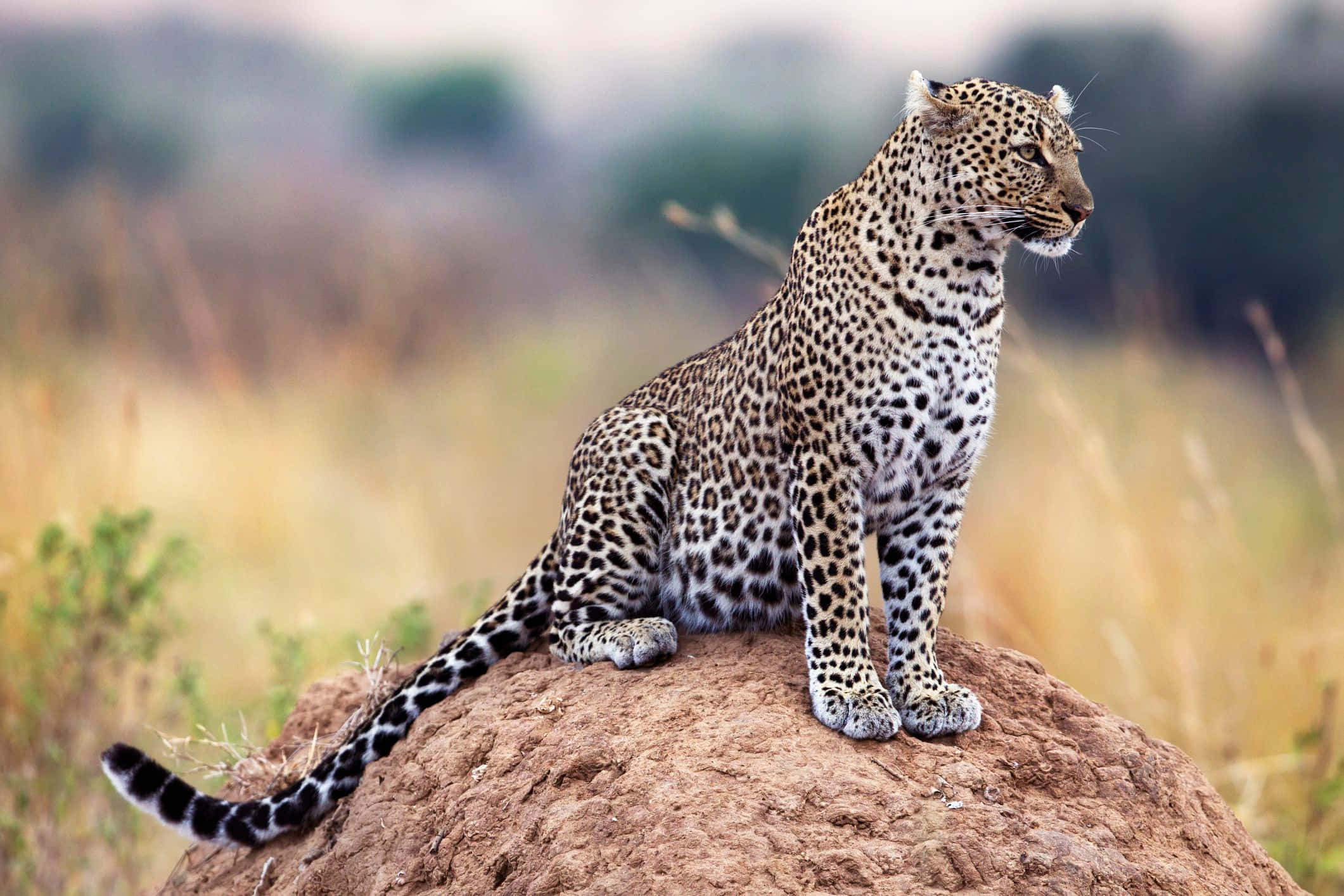 African Wildlife, leopard, spotted coat, Full HD Desktop Wallpaper