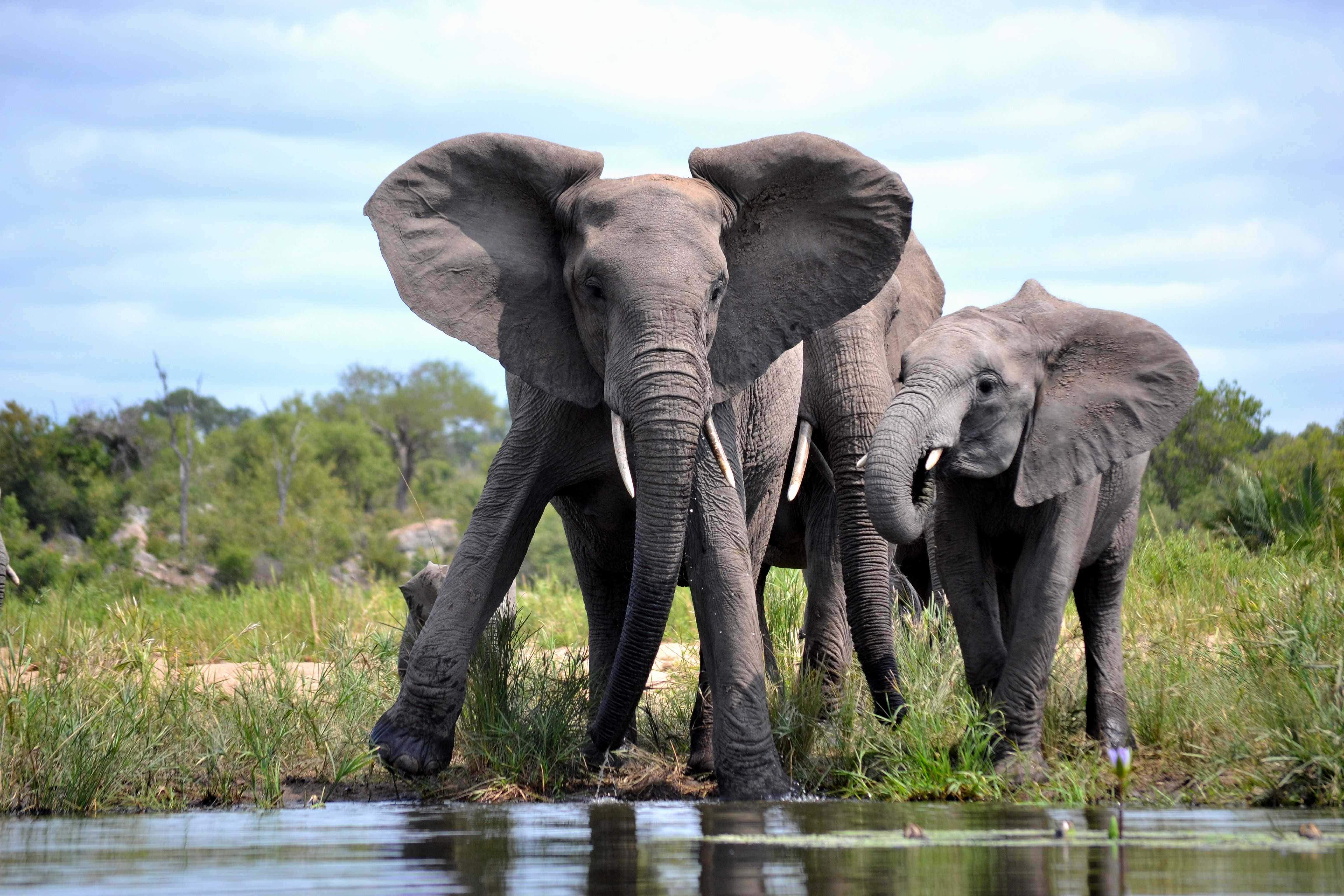African Wildlife, elephants, shallow water, 4K Desktop Wallpaper