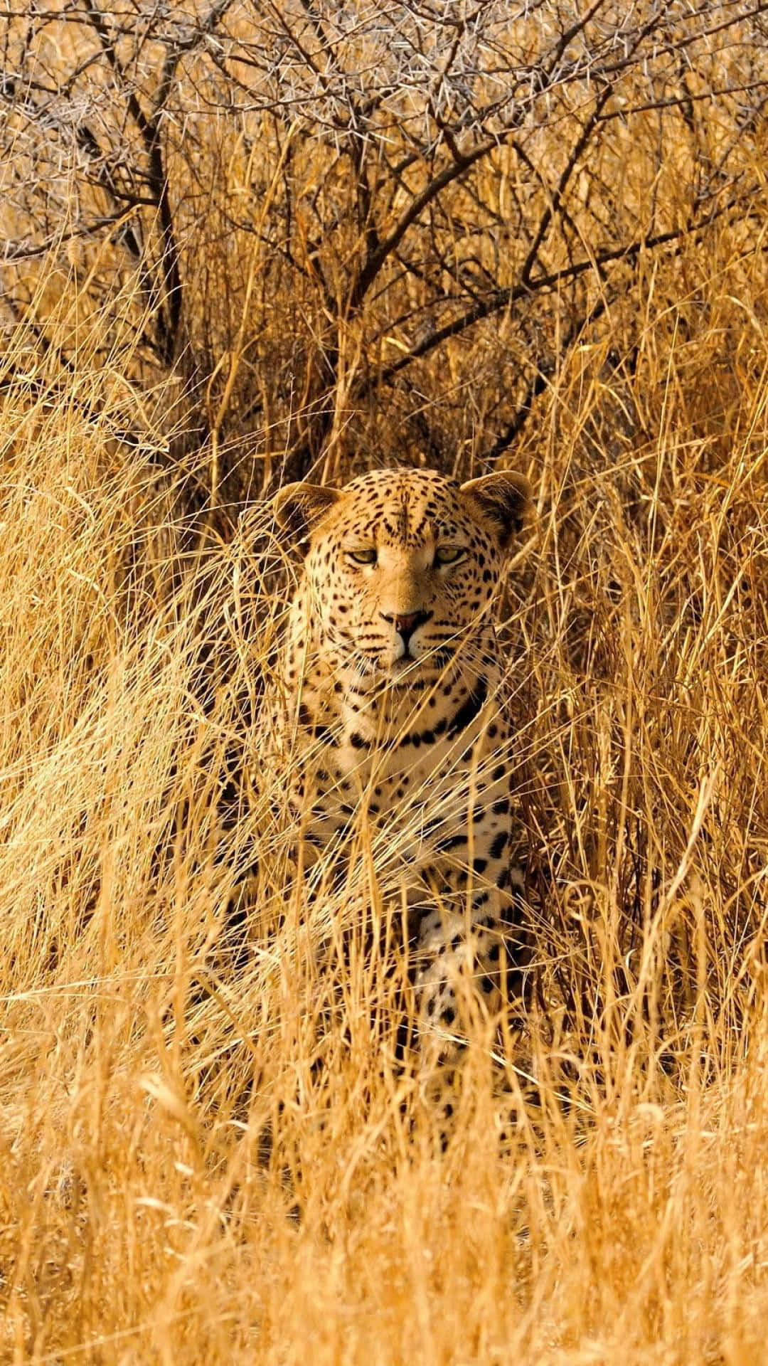 leopard, golden spotted fur, tall dry grass, Full HD Phone Wallpaper