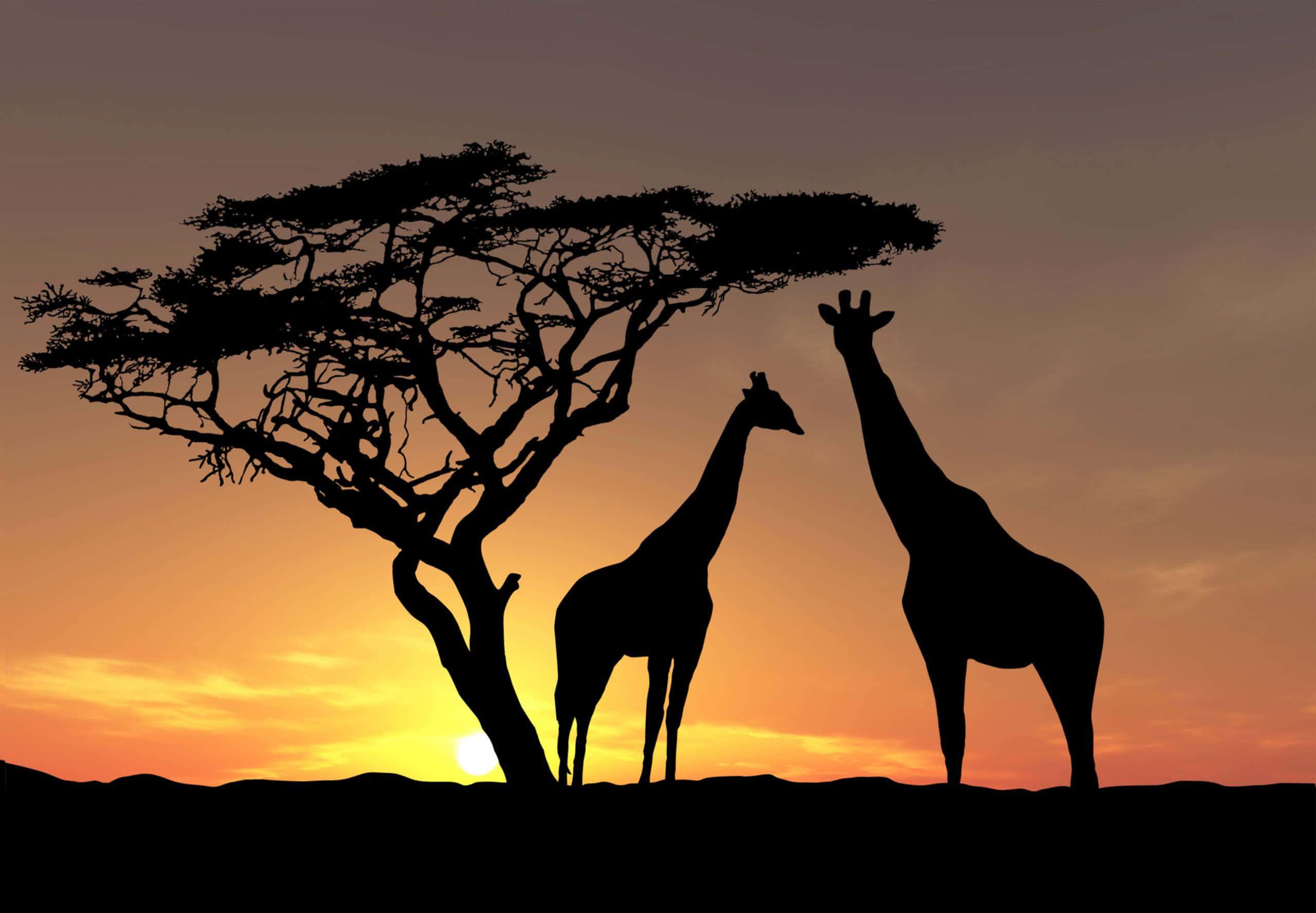 African wildlife, giraffes, acacia tree, 2K Desktop Wallpaper