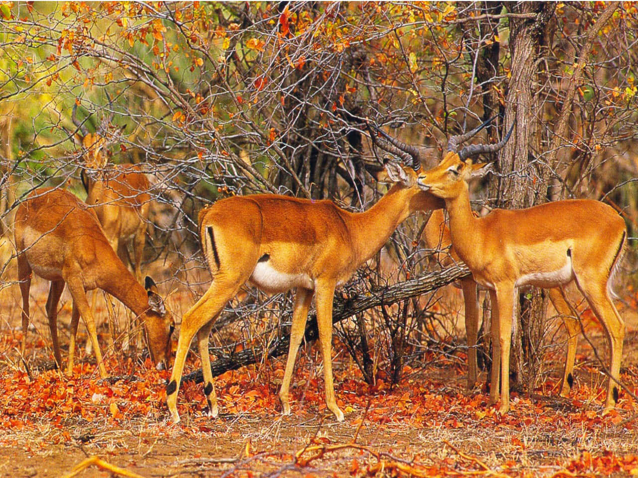 African Wildlife, impalas, autumnal trees, HD Desktop Wallpaper