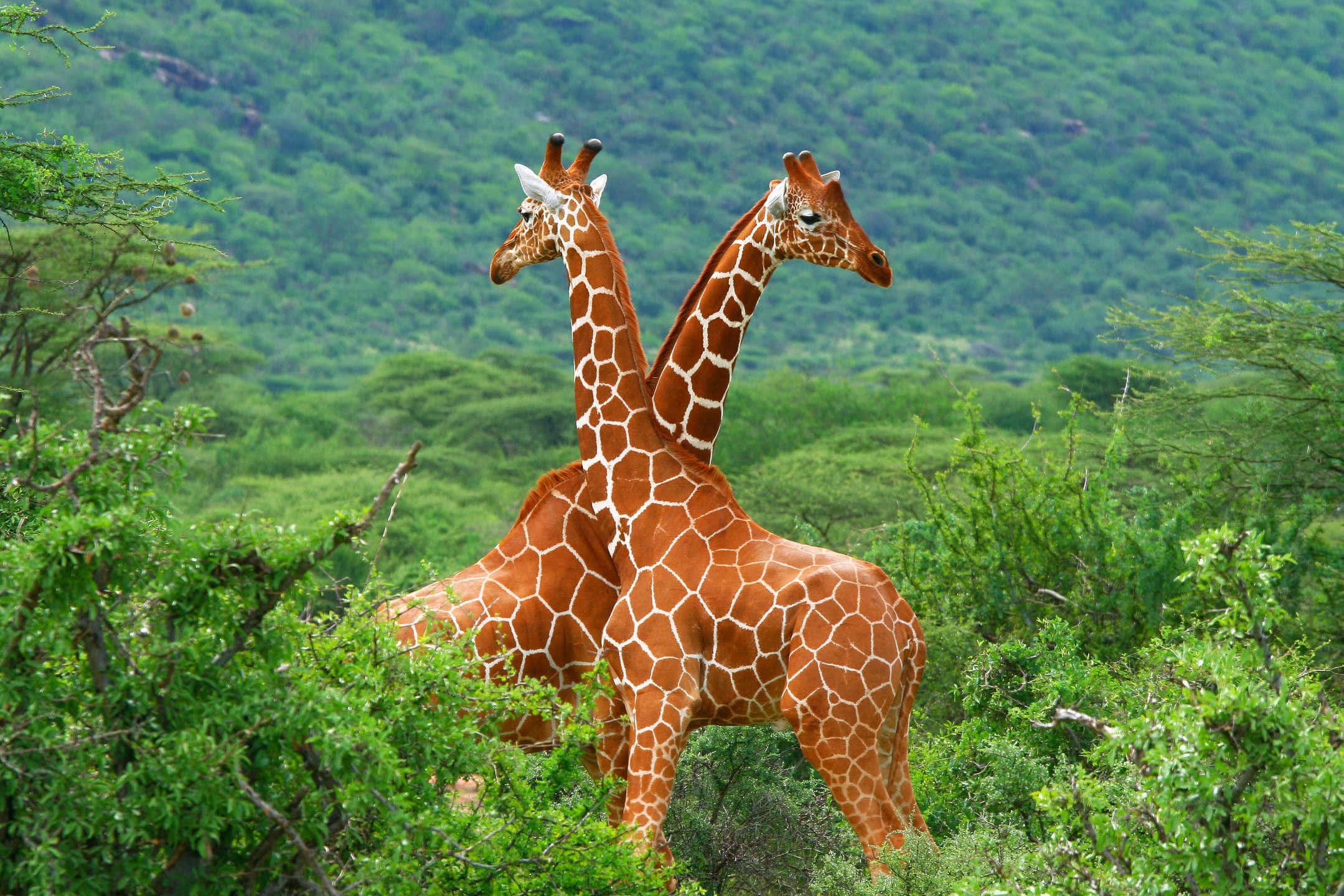 African Wildlife, giraffes, lush green bushes, Full HD Desktop Wallpaper
