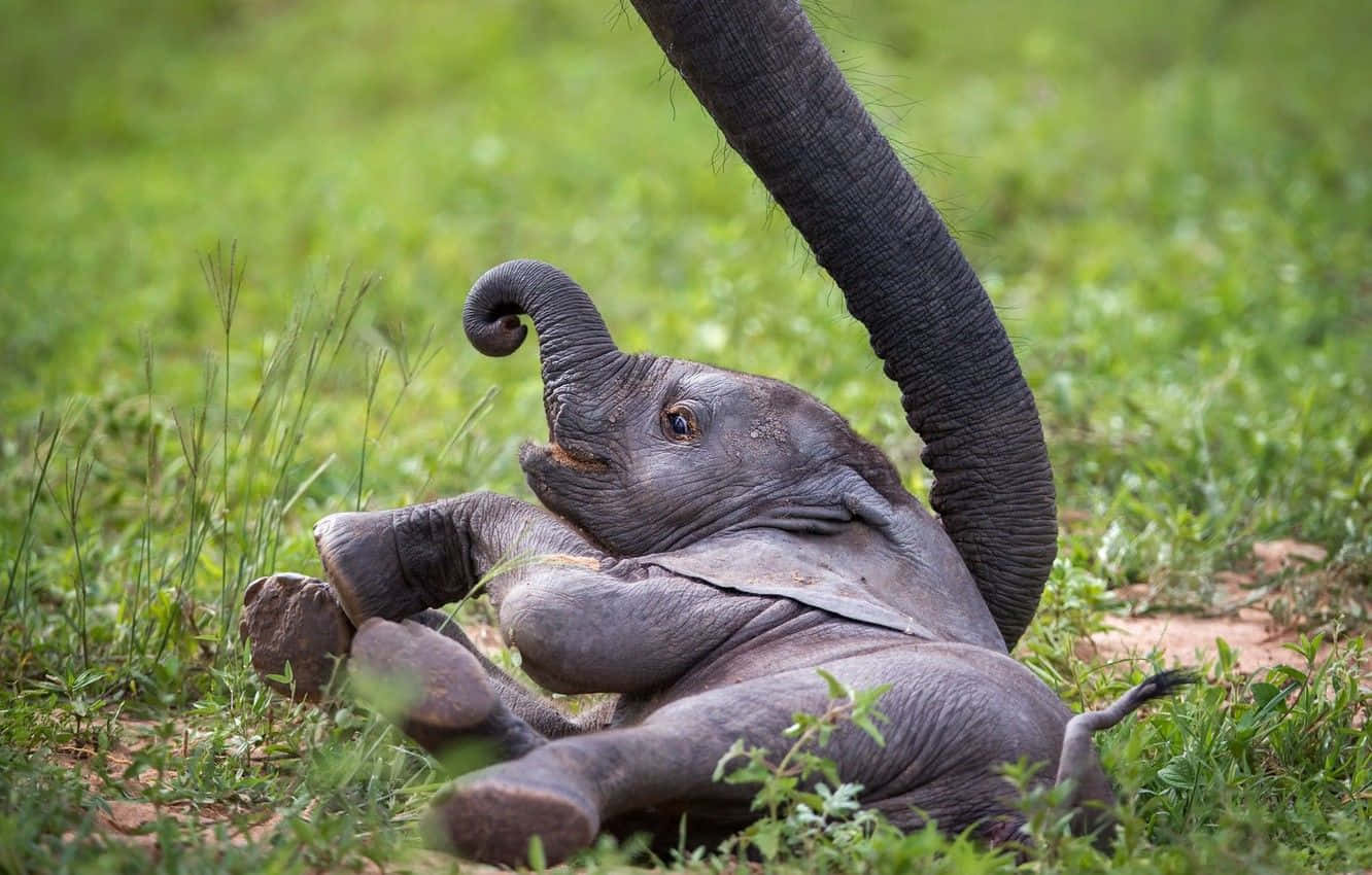 African Wildlife, elephant, baby elephant, HD Desktop Wallpaper