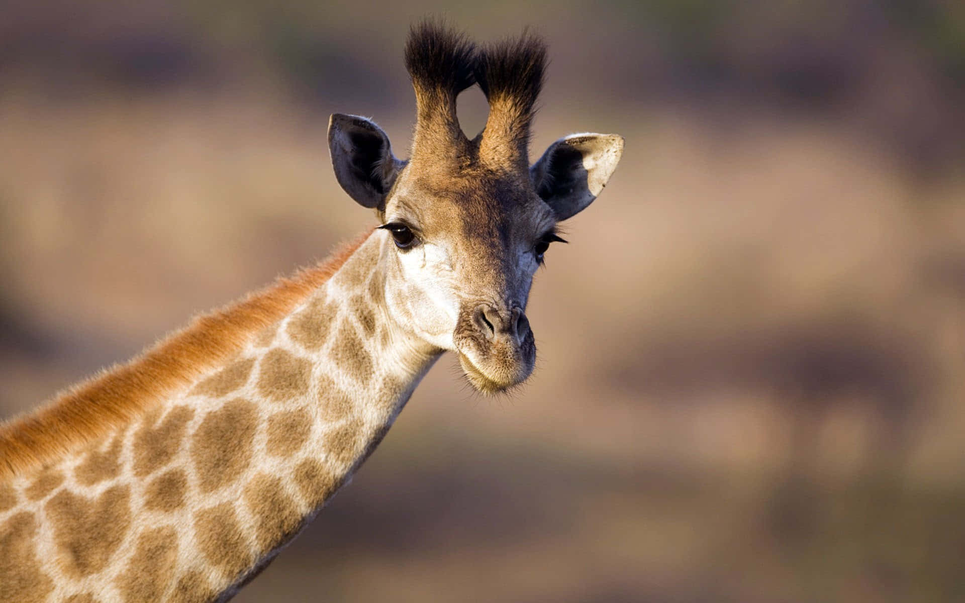 African Wildlife, giraffe, spotted pattern, Full HD Desktop Wallpaper