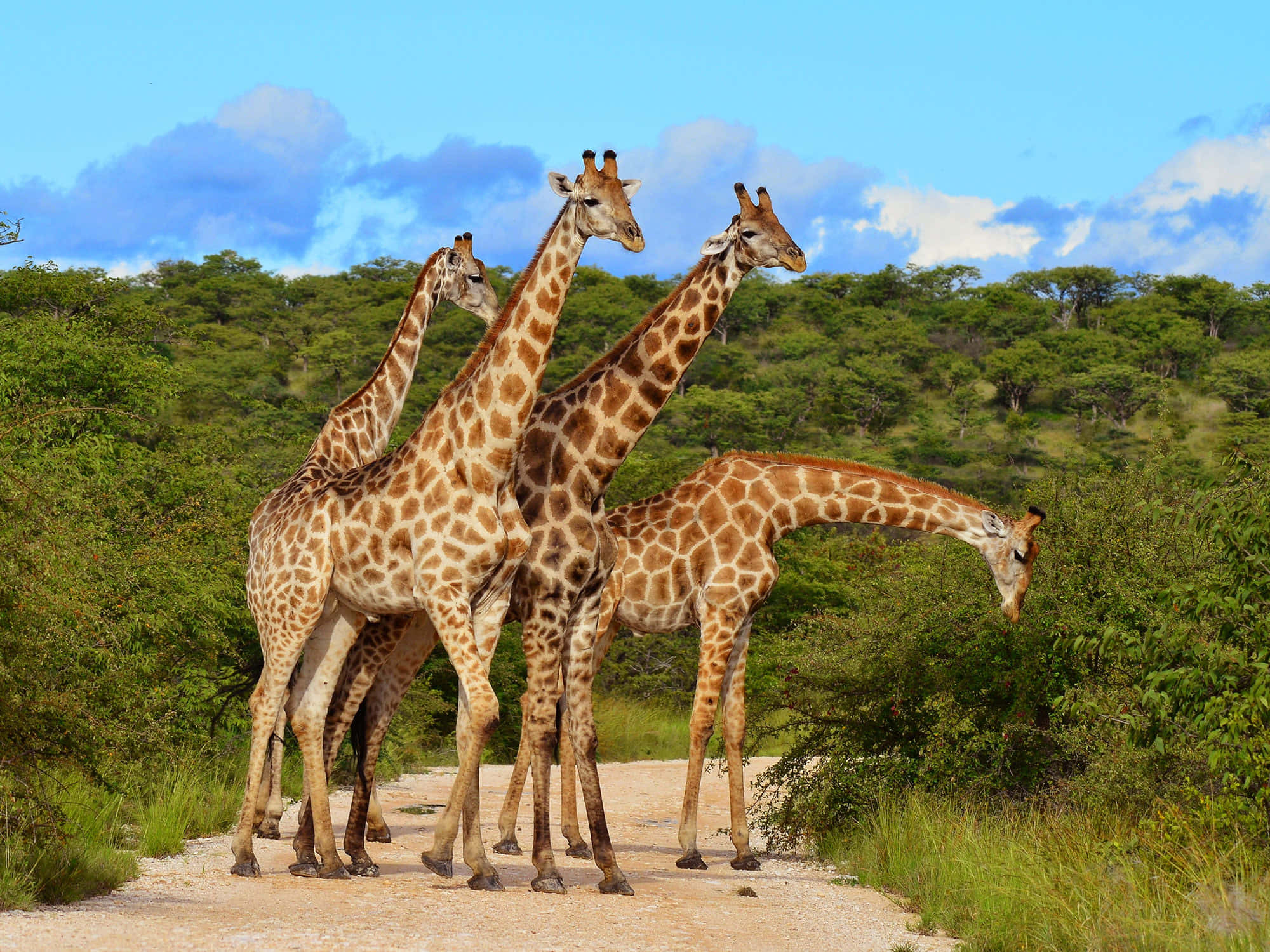 African Wildlife, giraffes, dirt road, Full HD Desktop Wallpaper