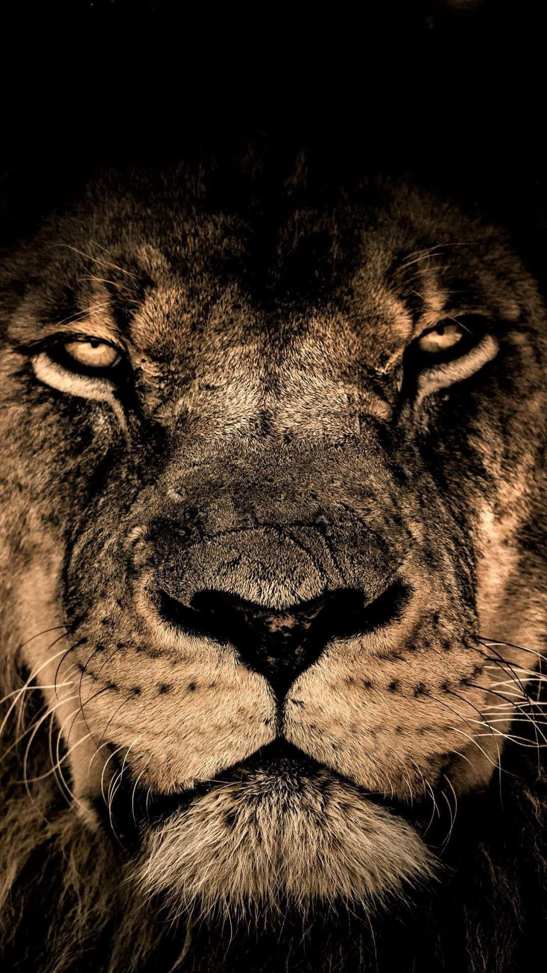 African Wildlife, lion, golden eyes, Full HD Phone Wallpaper