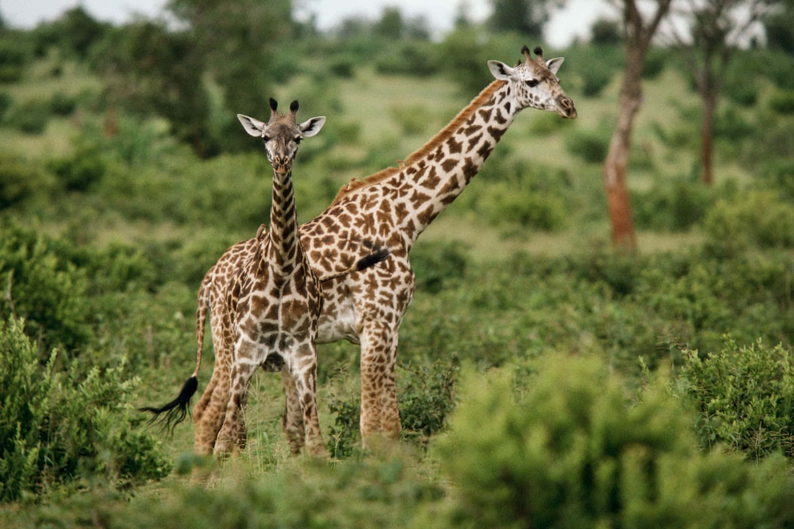 African Wildlife, cheetah, giraffes, HD Desktop Wallpaper