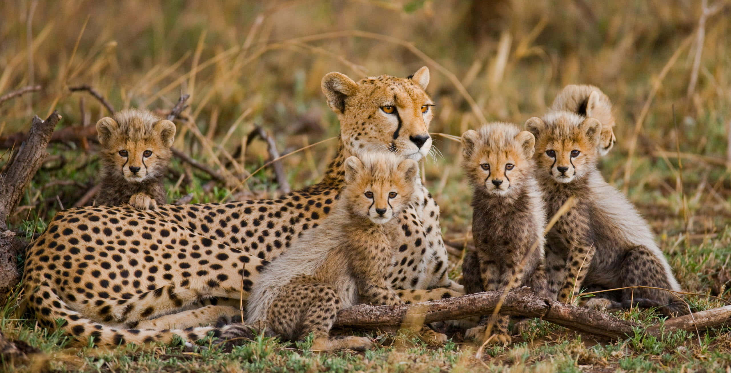 African Wildlife, mother cheetah, four cubs, 2K Desktop Wallpaper