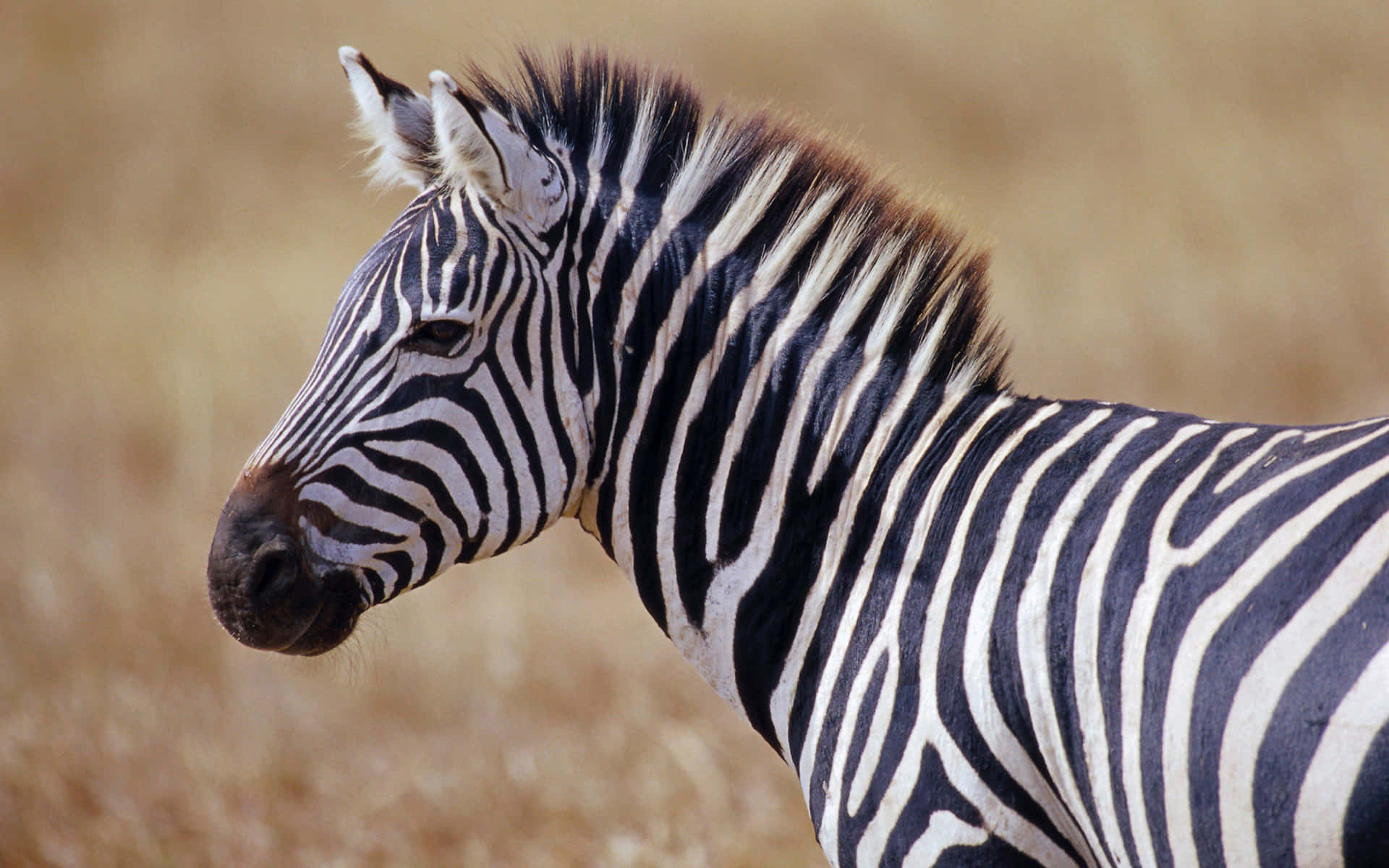 African Wildlife, zebra, black and white stripes, Full HD Desktop Wallpaper