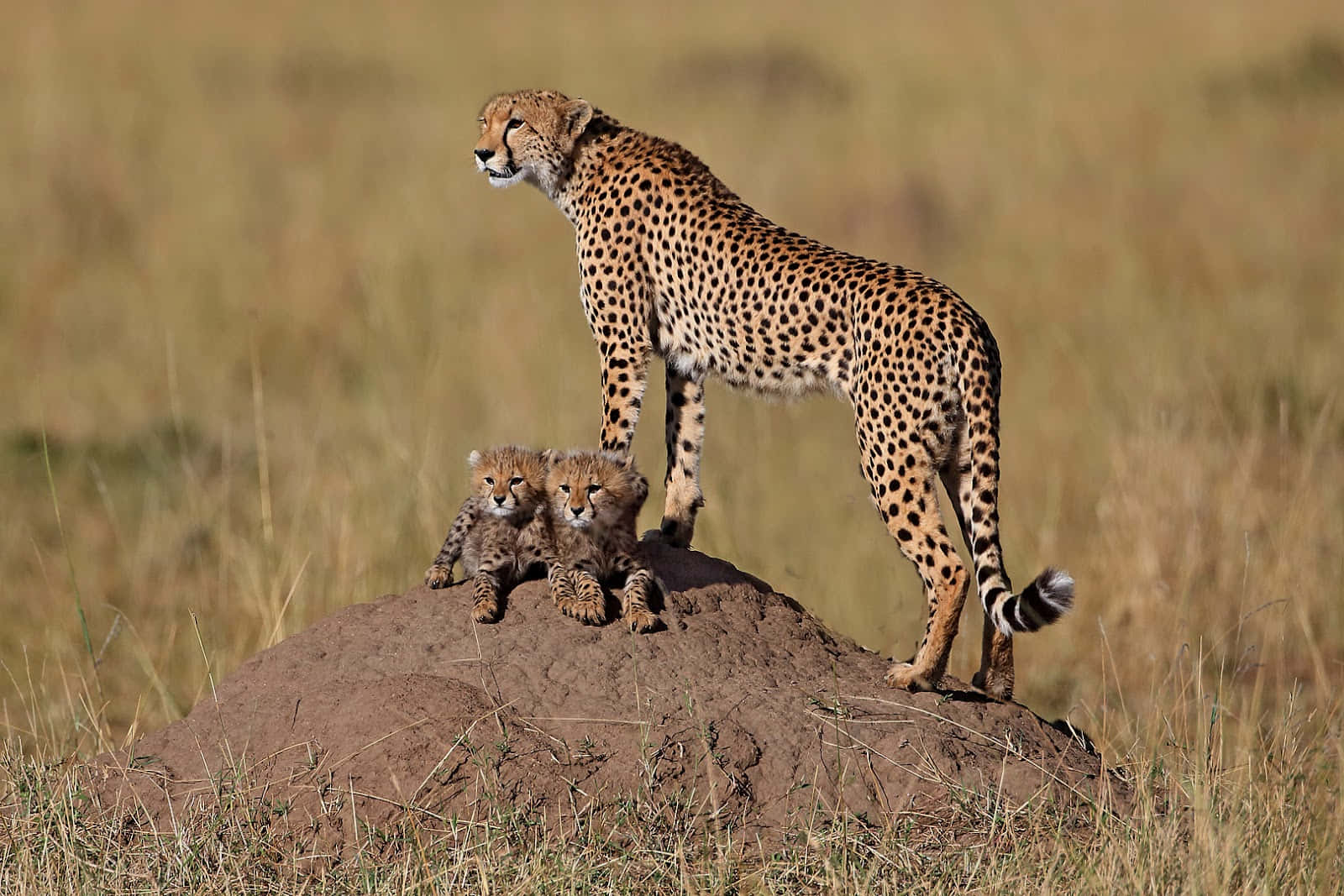 African Wildlife, cheetah, termite mound, HD Desktop Wallpaper