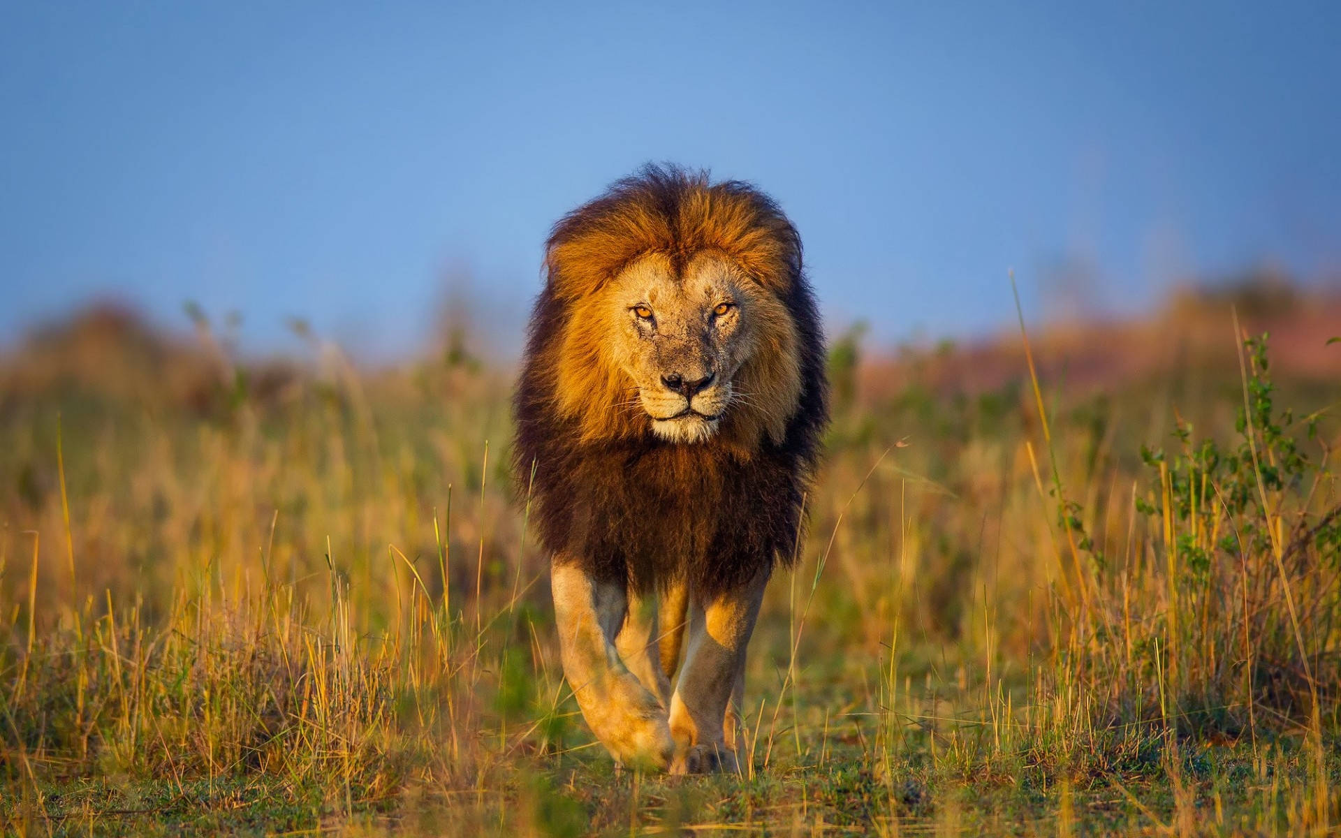 African Animals, large lion, golden grass, Full HD Desktop Wallpaper