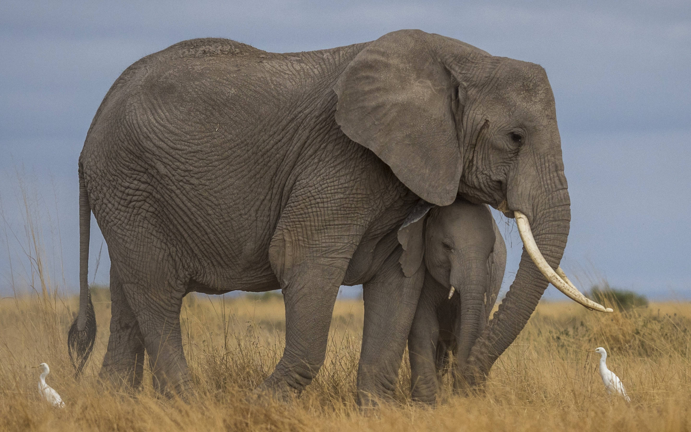 African Animals Gloomy, elephant, calf, 2K Desktop Wallpaper